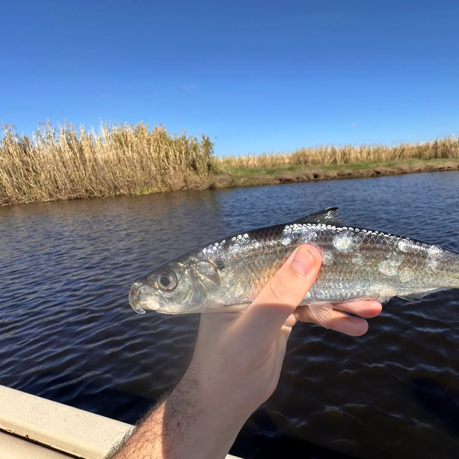 The most popular recent Blueback shad catch on Fishbrain