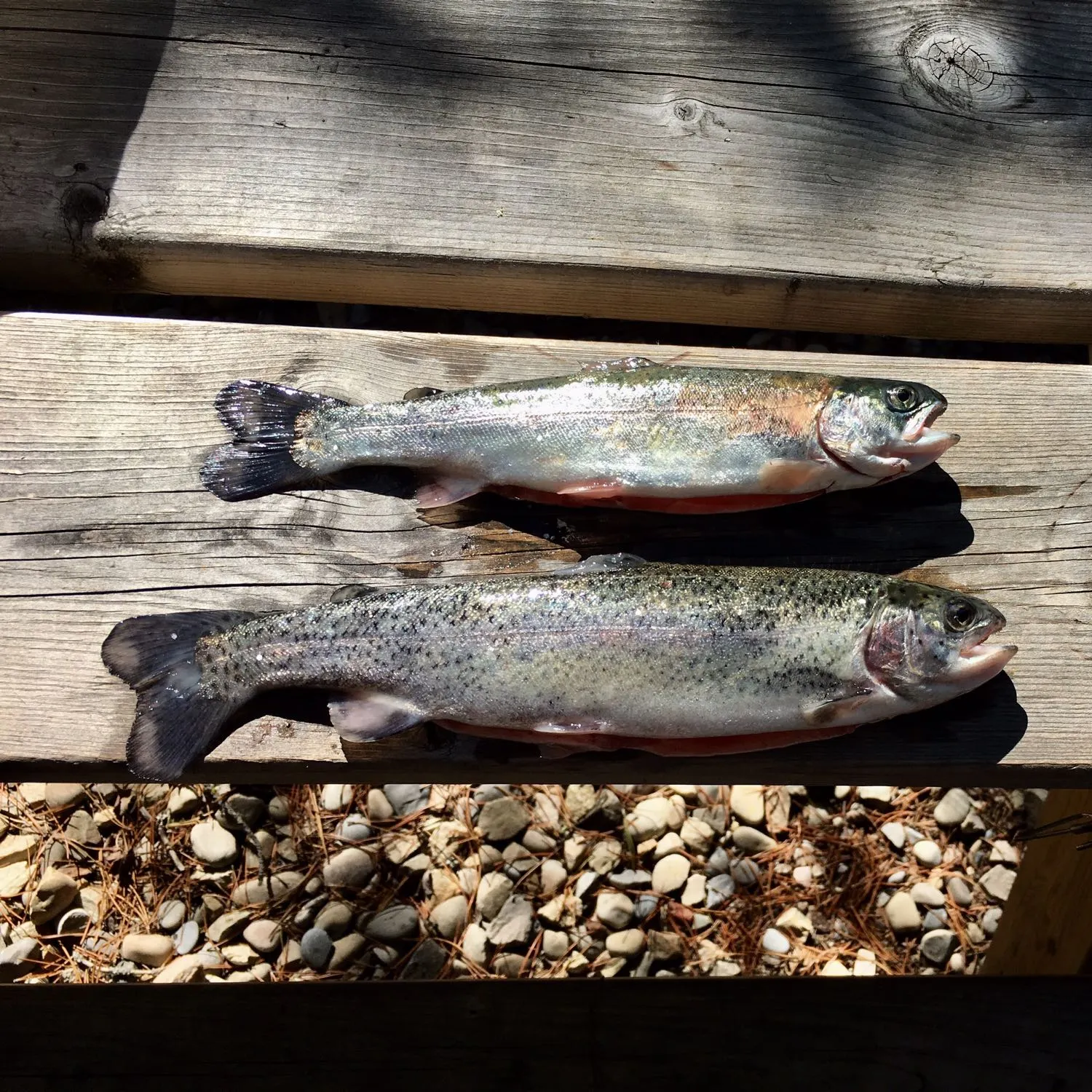 recently logged catches