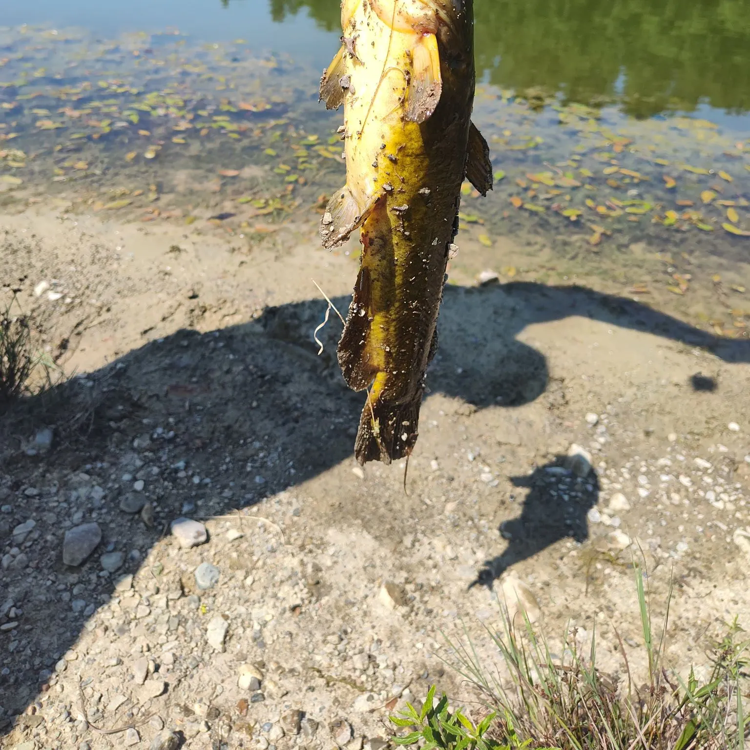 Yellow bullhead caught on Fishbrain