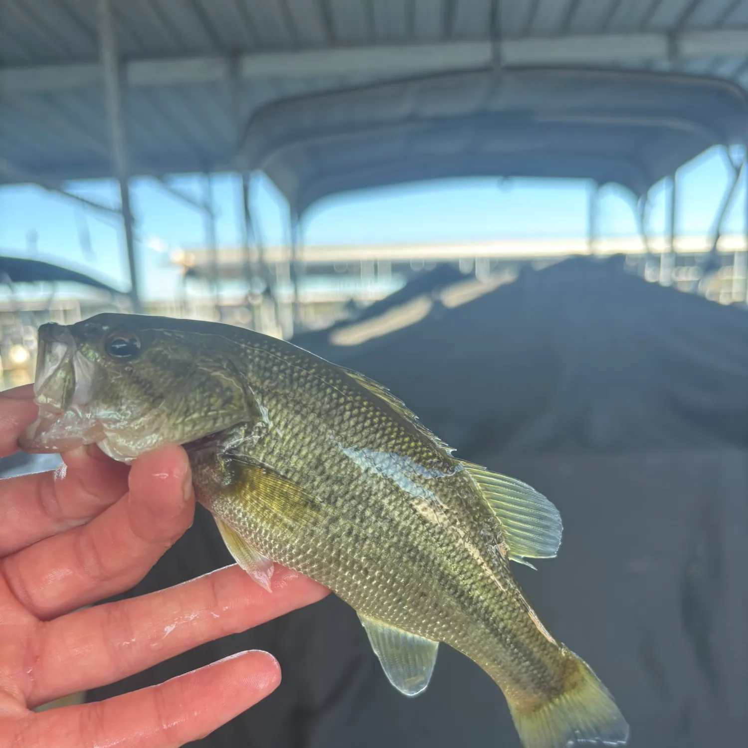 The most recent Meanmouth bass catches on Fishbrain