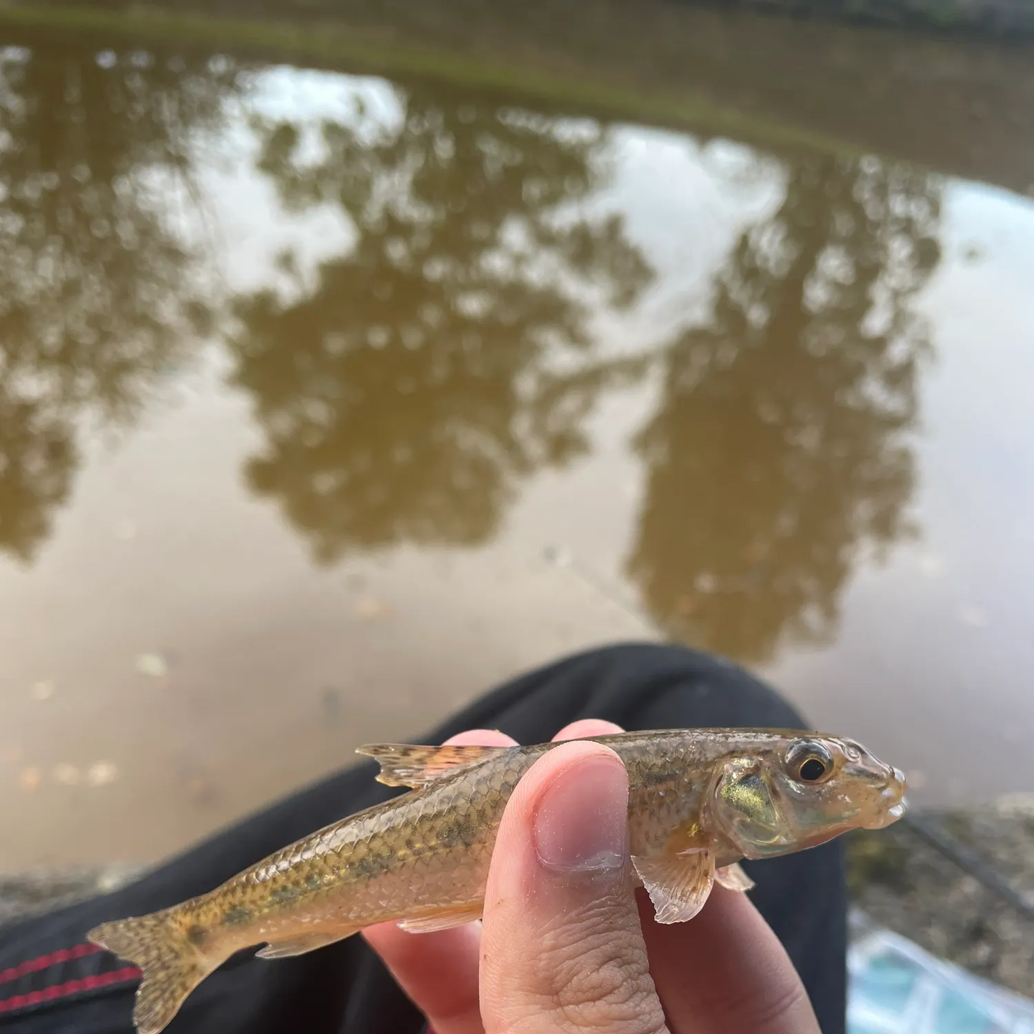 The most recent Gudgeon catches on Fishbrain