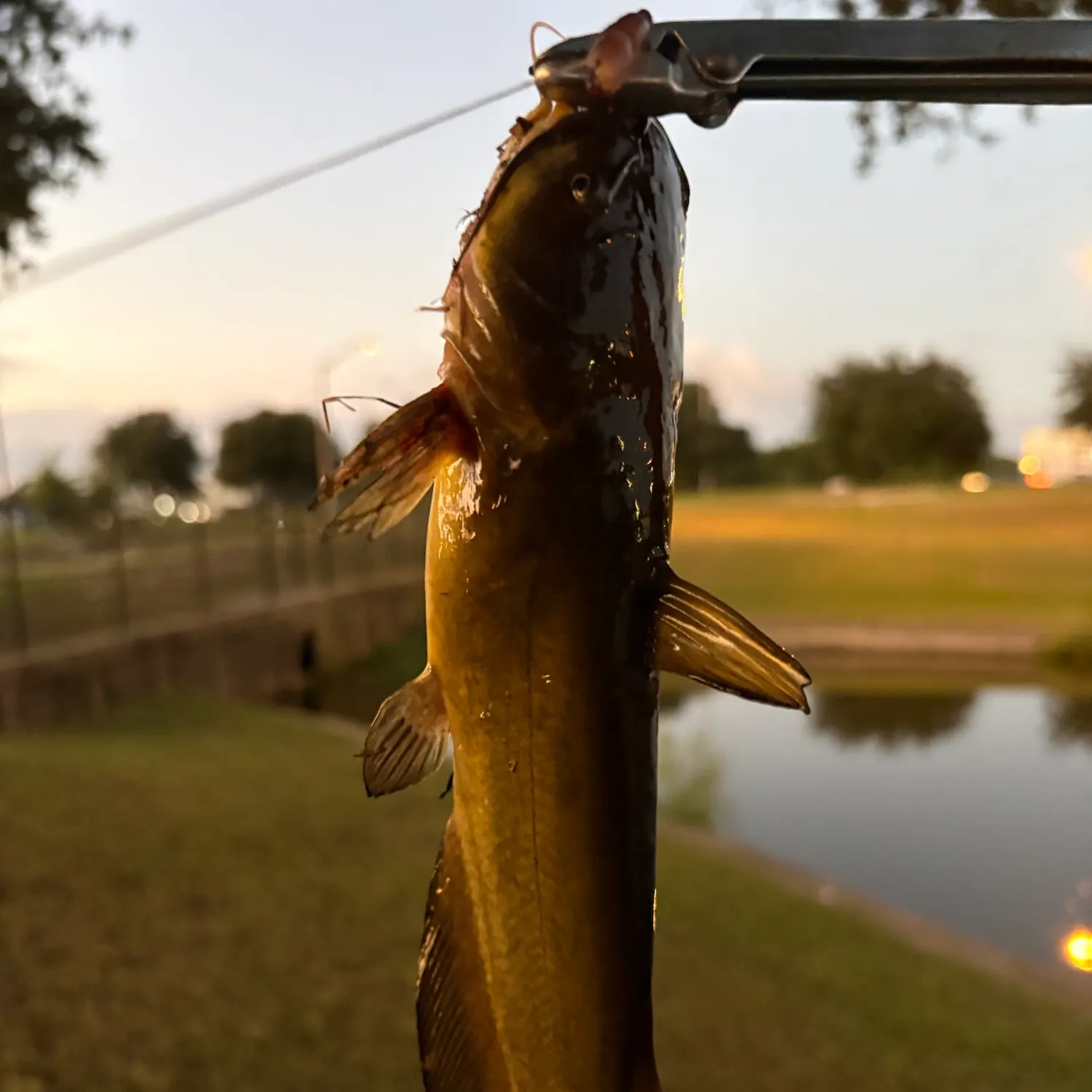 Yellow bullhead caught on Fishbrain
