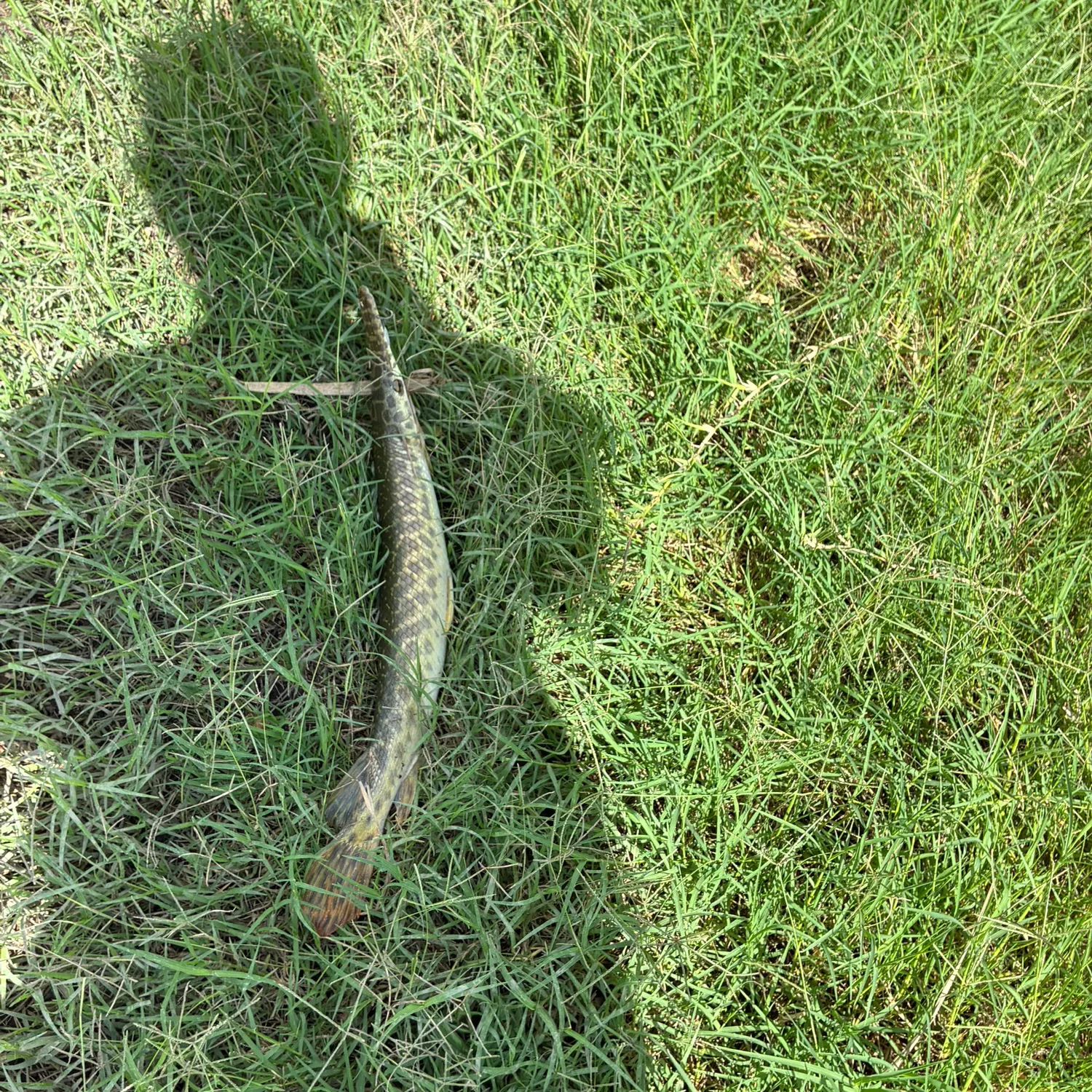 Spotted gar caught on Fishbrain