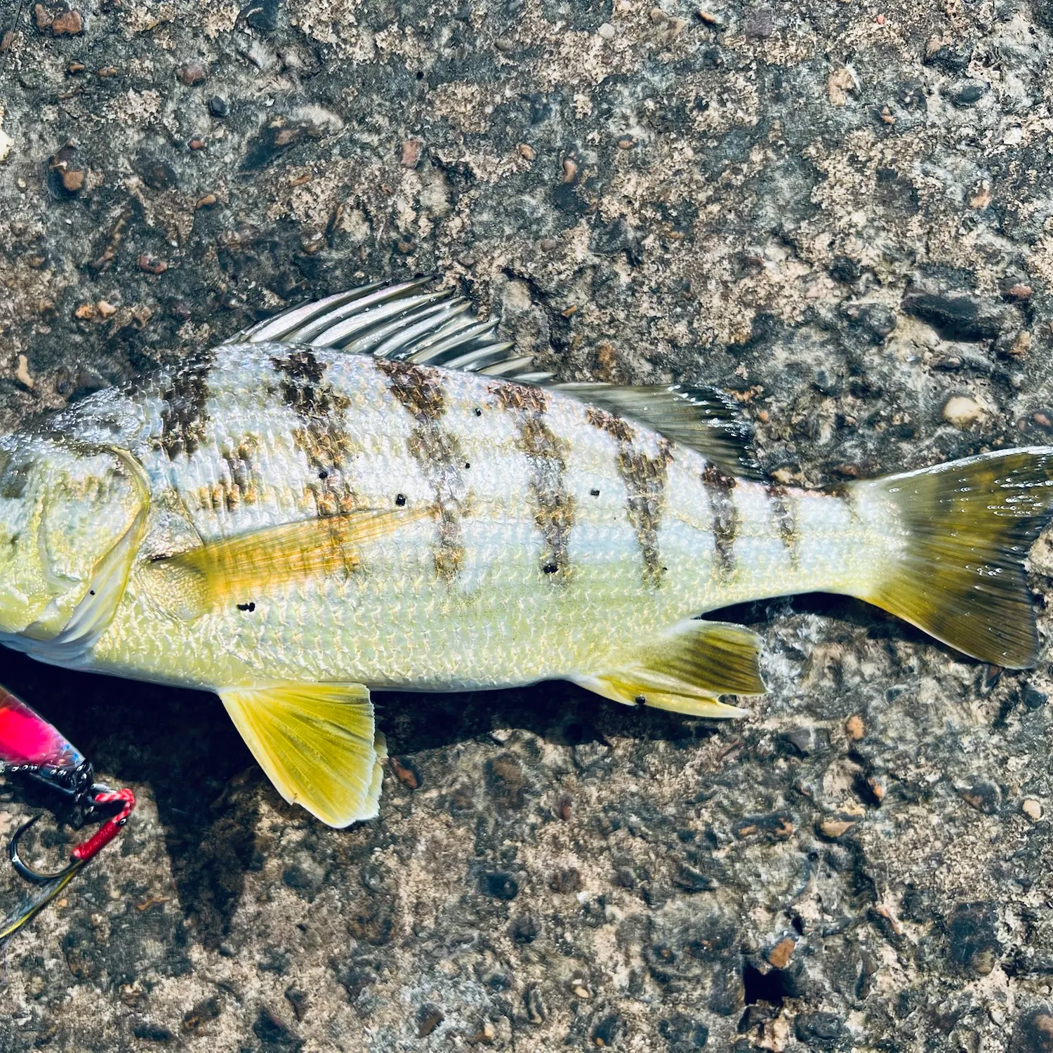 The most recent Barred grunt catches on Fishbrain