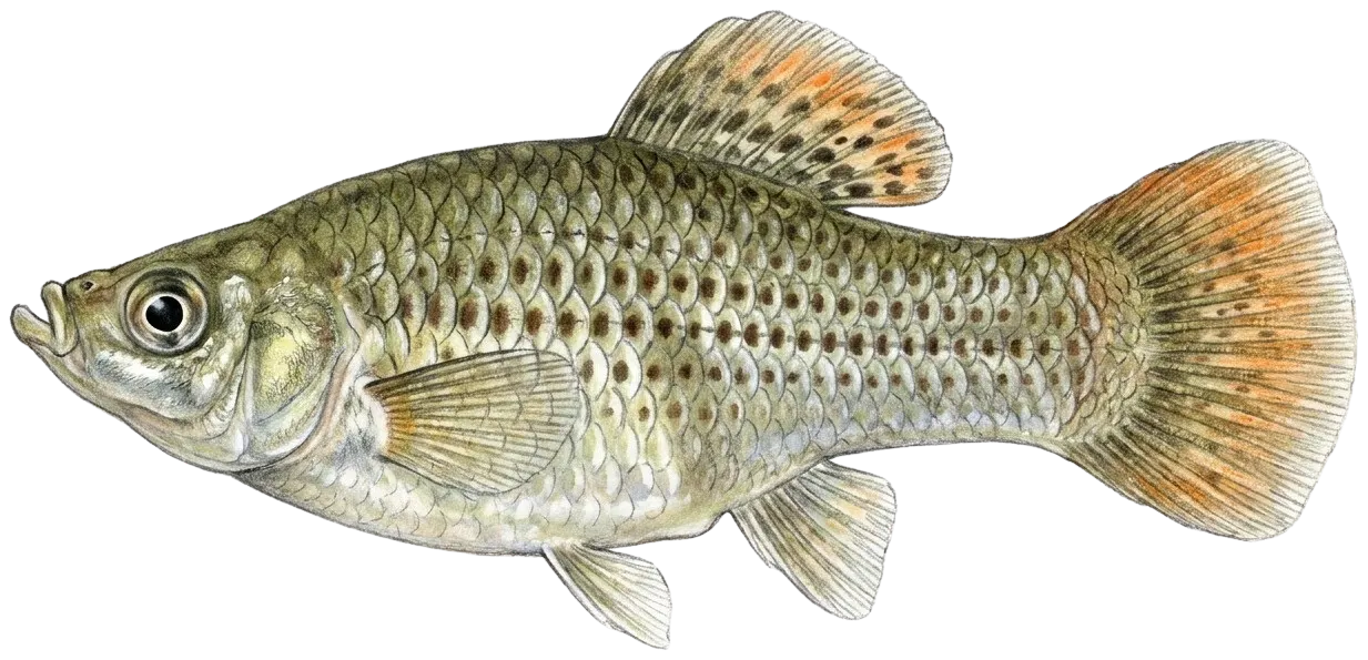 Shortfin molly