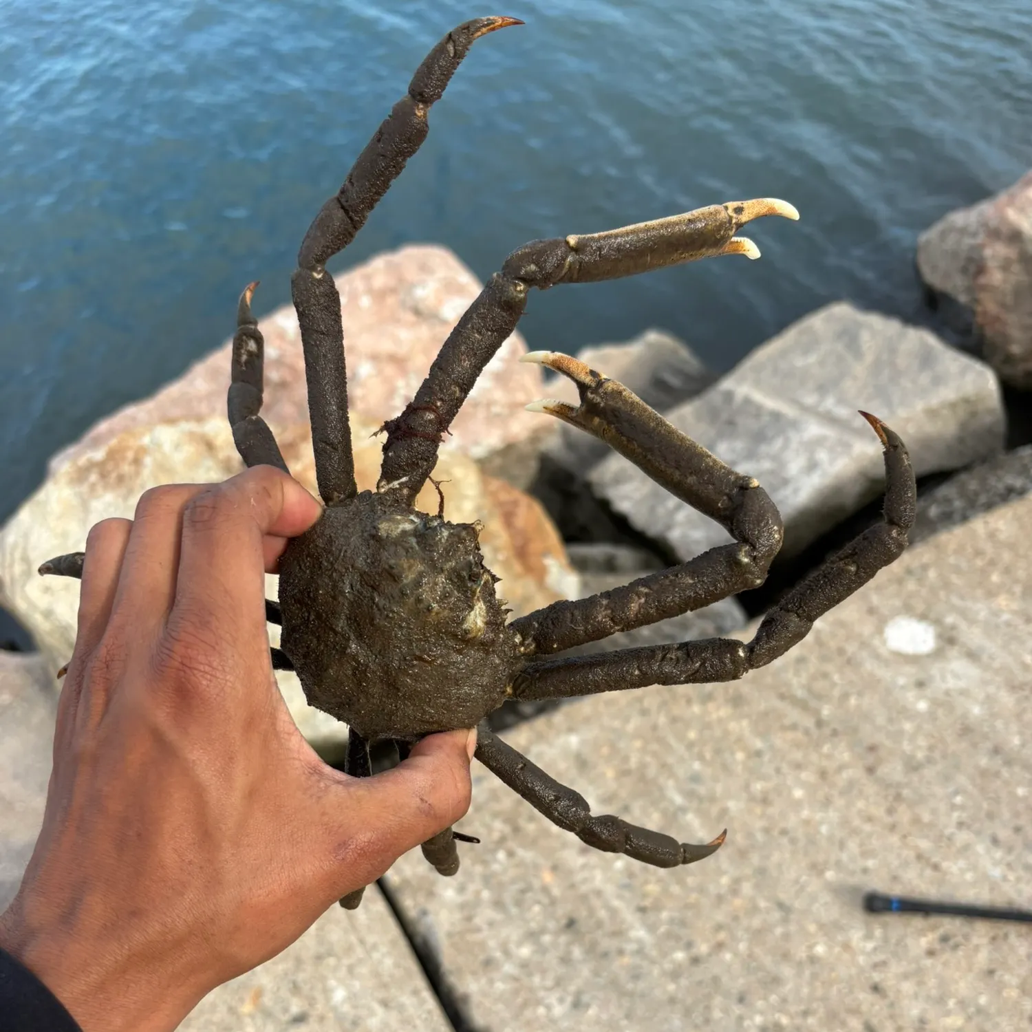 The most recent European spider crab catches on Fishbrain