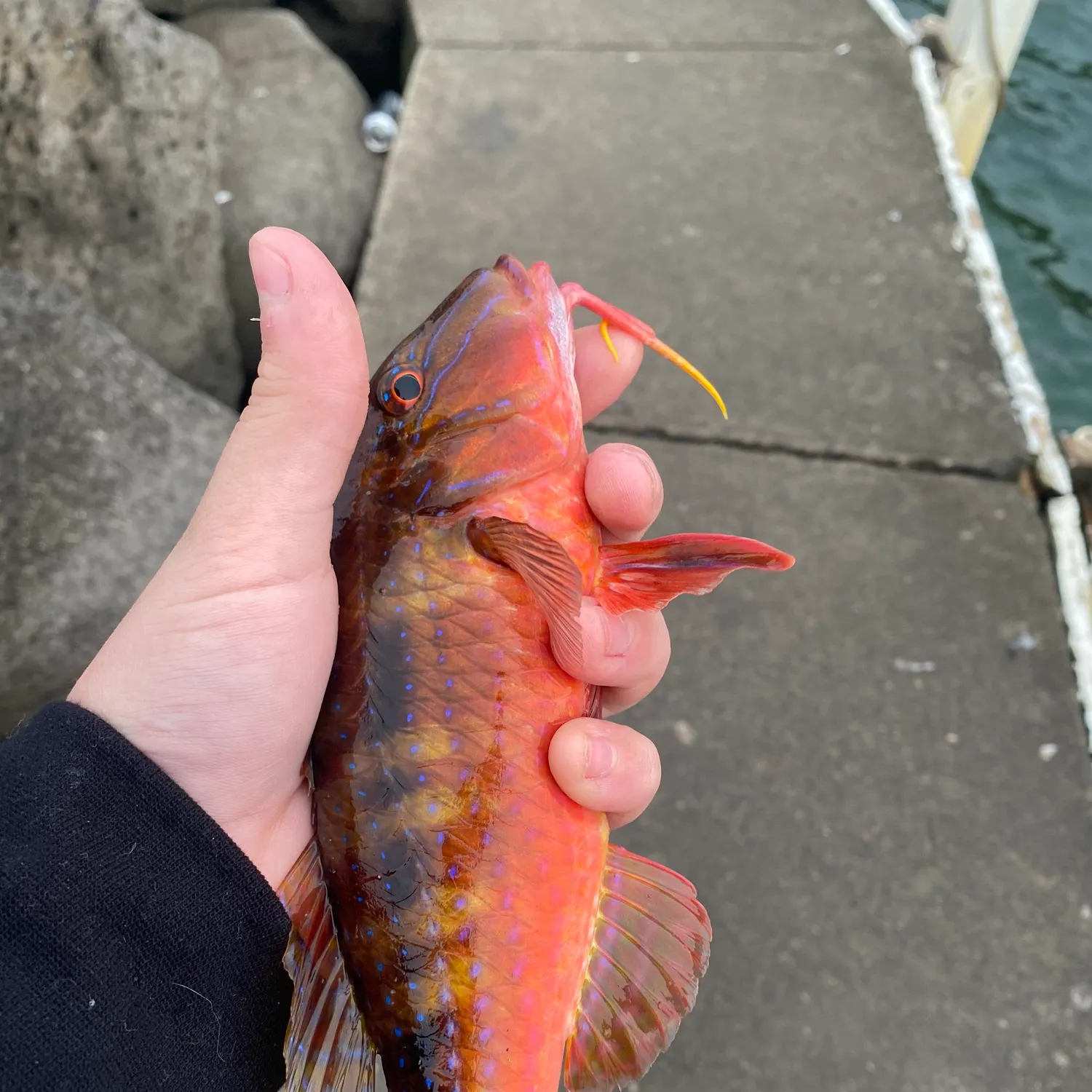 The most recent Red mullet catches on Fishbrain
