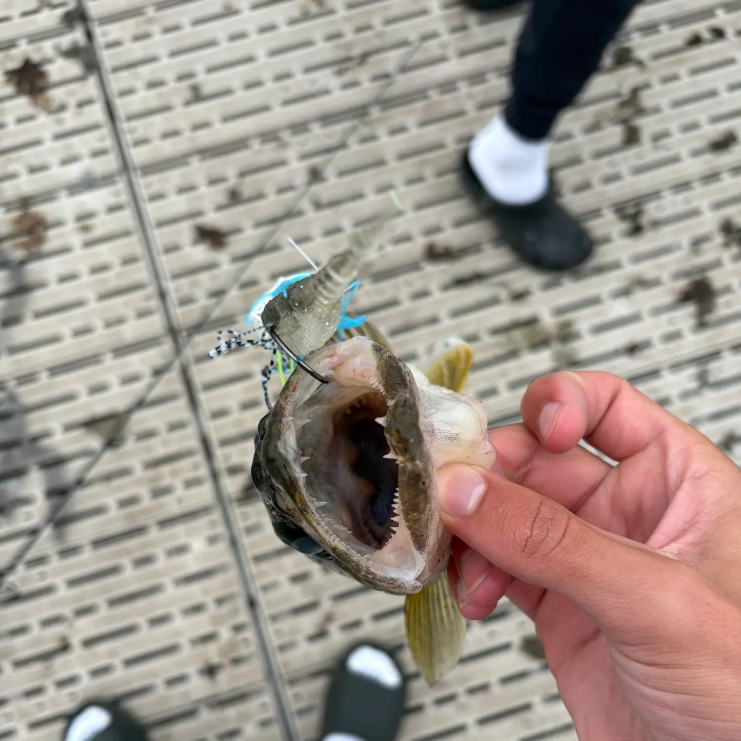 Walleye caught on Fishbrain