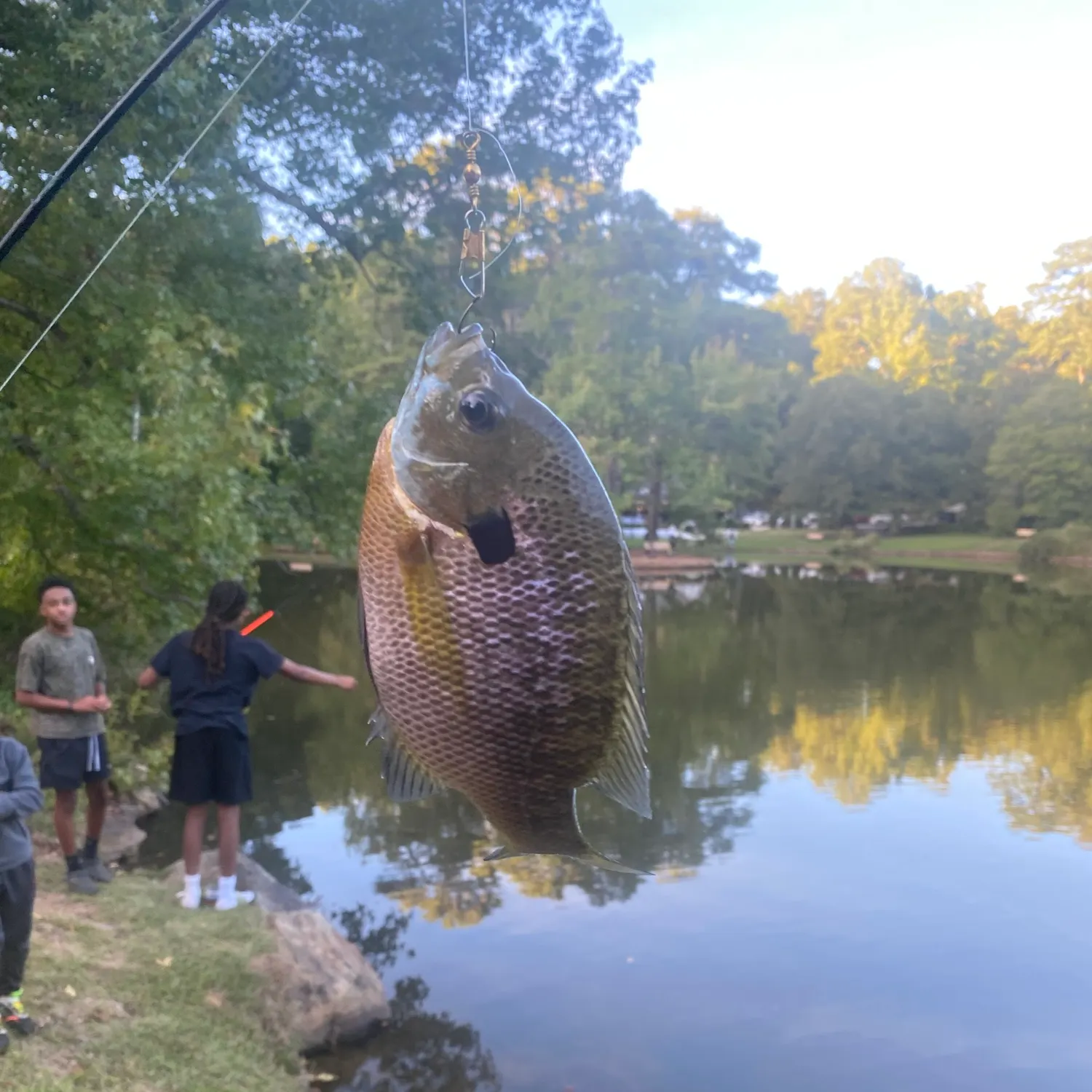 Bluegill caught on Fishbrain