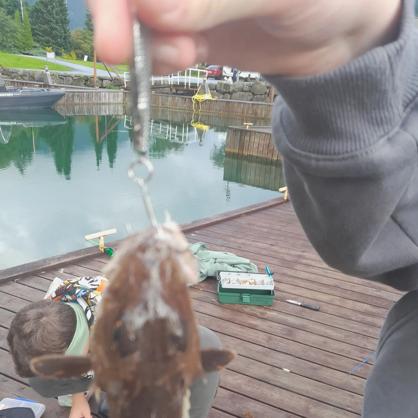 The most recent Grey gurnard catches on Fishbrain
