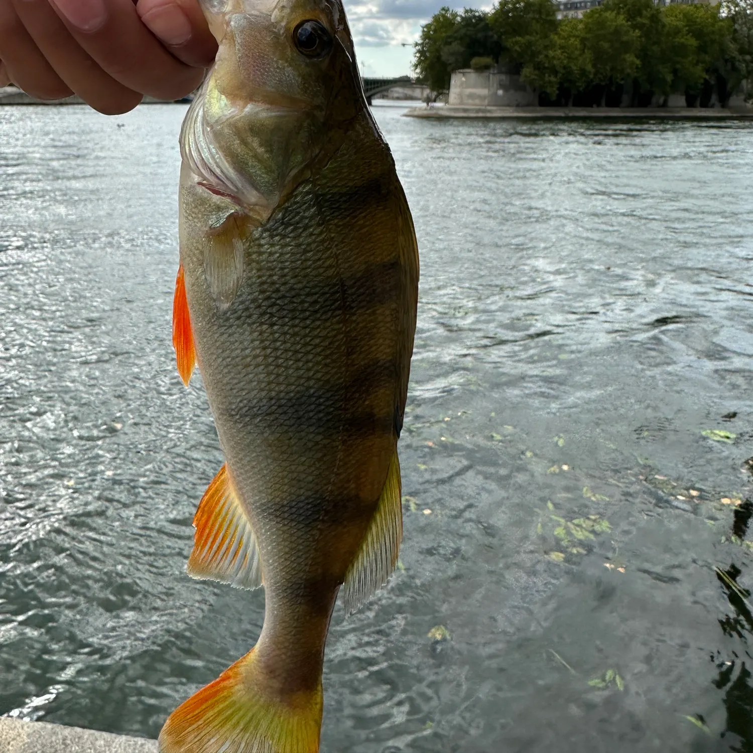 European perch caught on Fishbrain