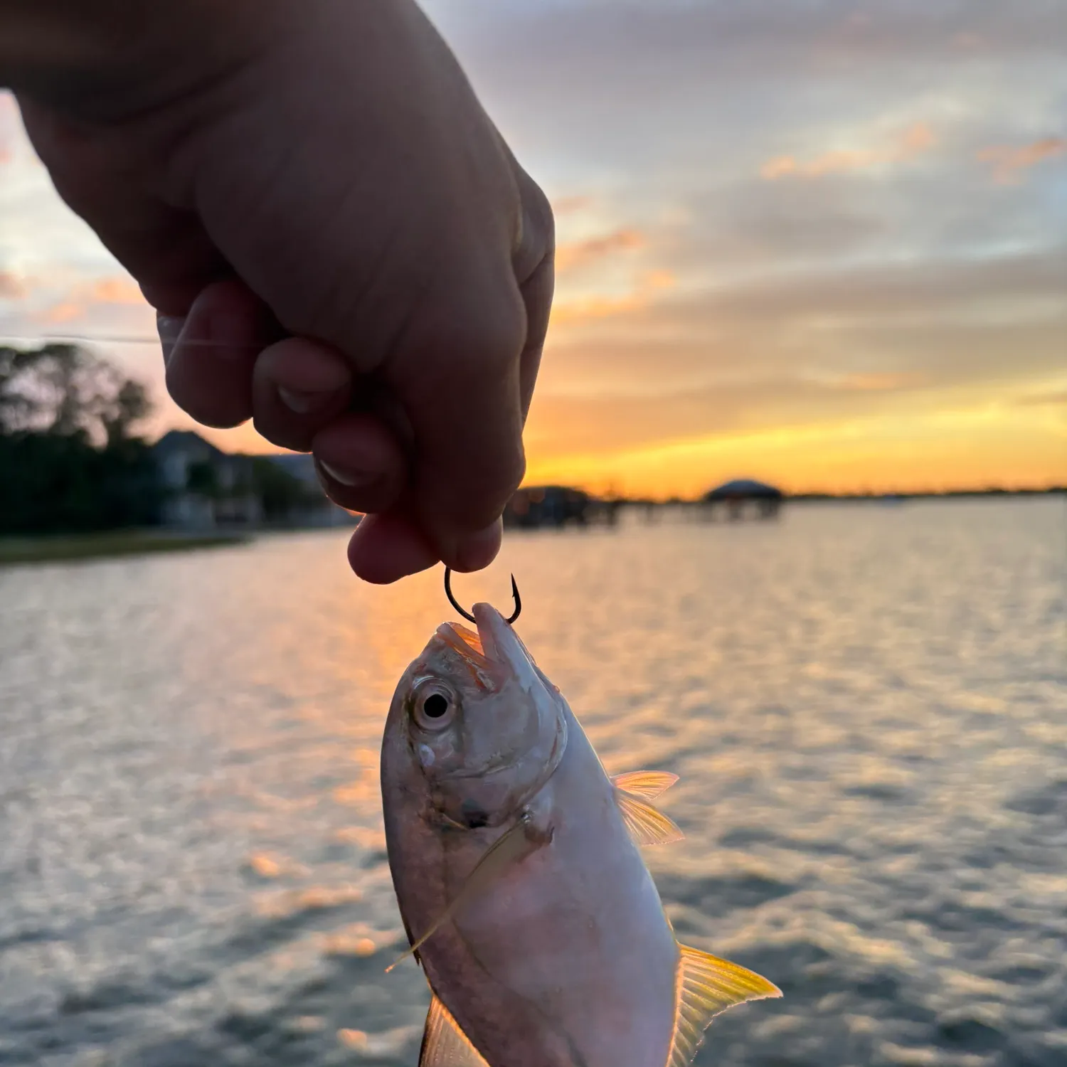 Crevalle jack caught on Fishbrain