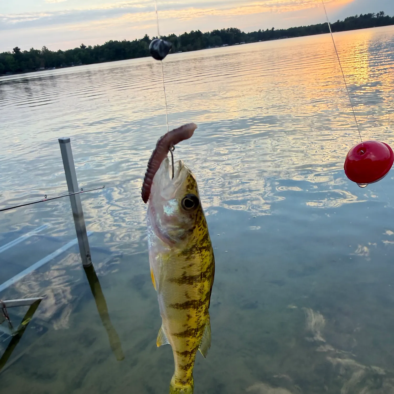Yellow perch caught on Fishbrain