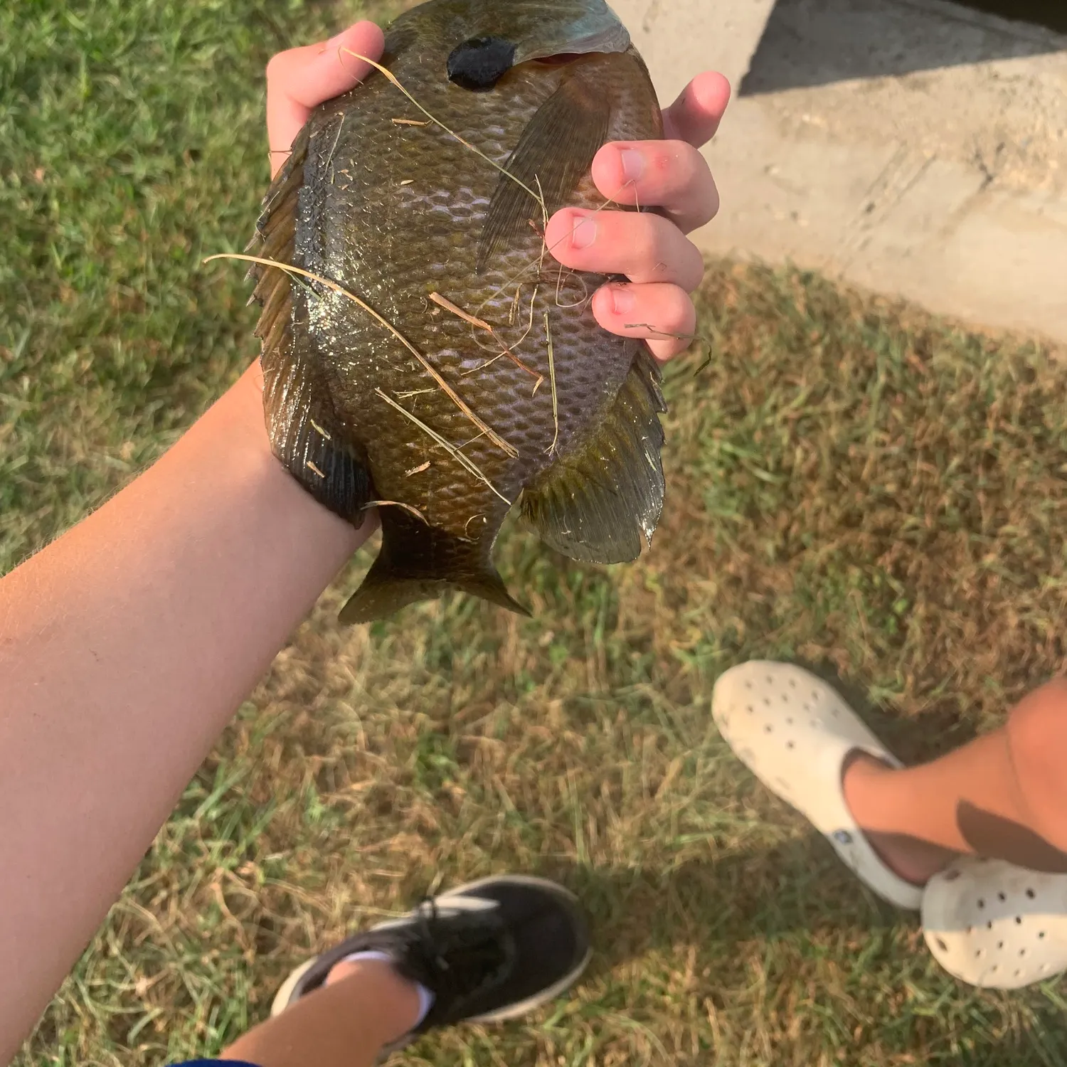 Bluegill caught on Fishbrain