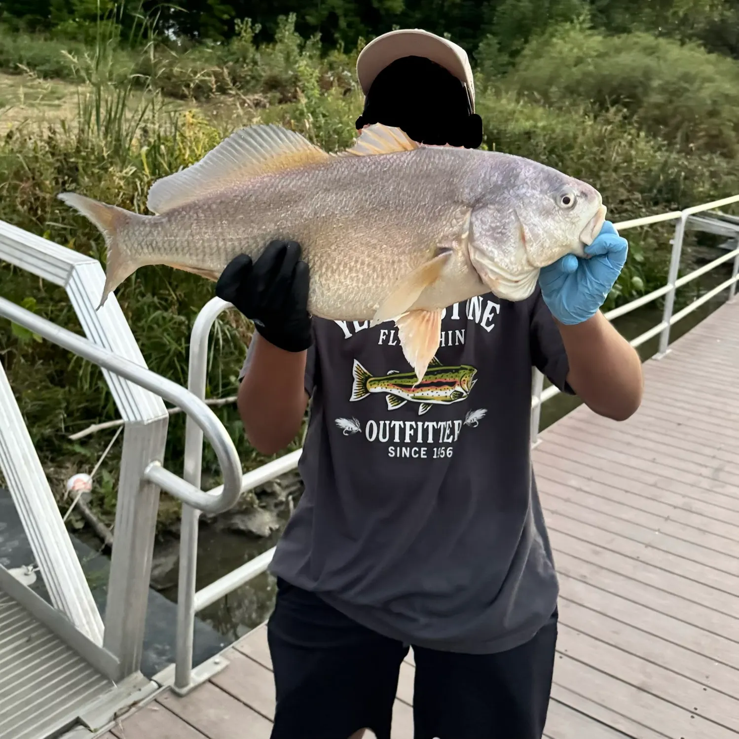 Freshwater drum caught on Fishbrain