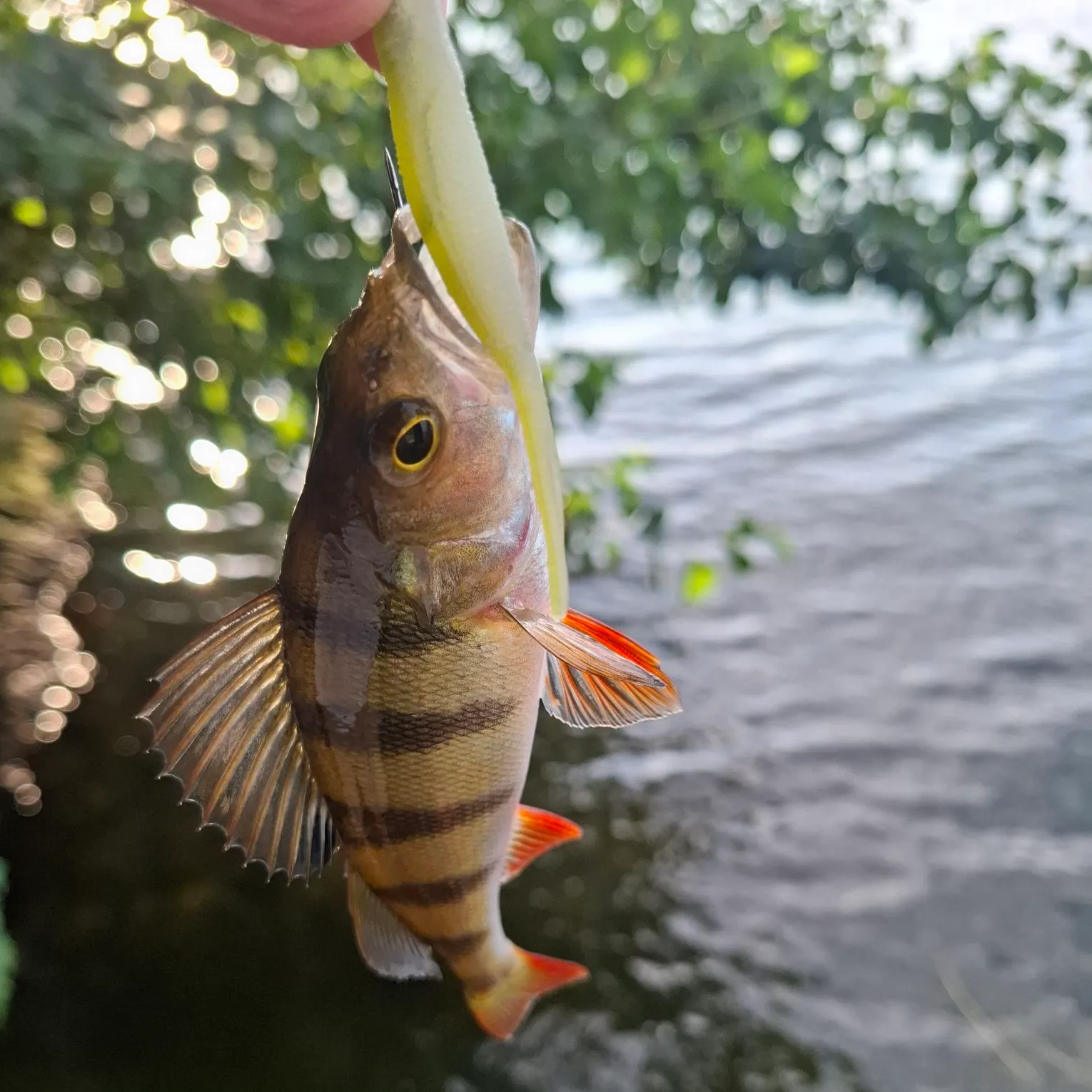 European perch caught on Fishbrain