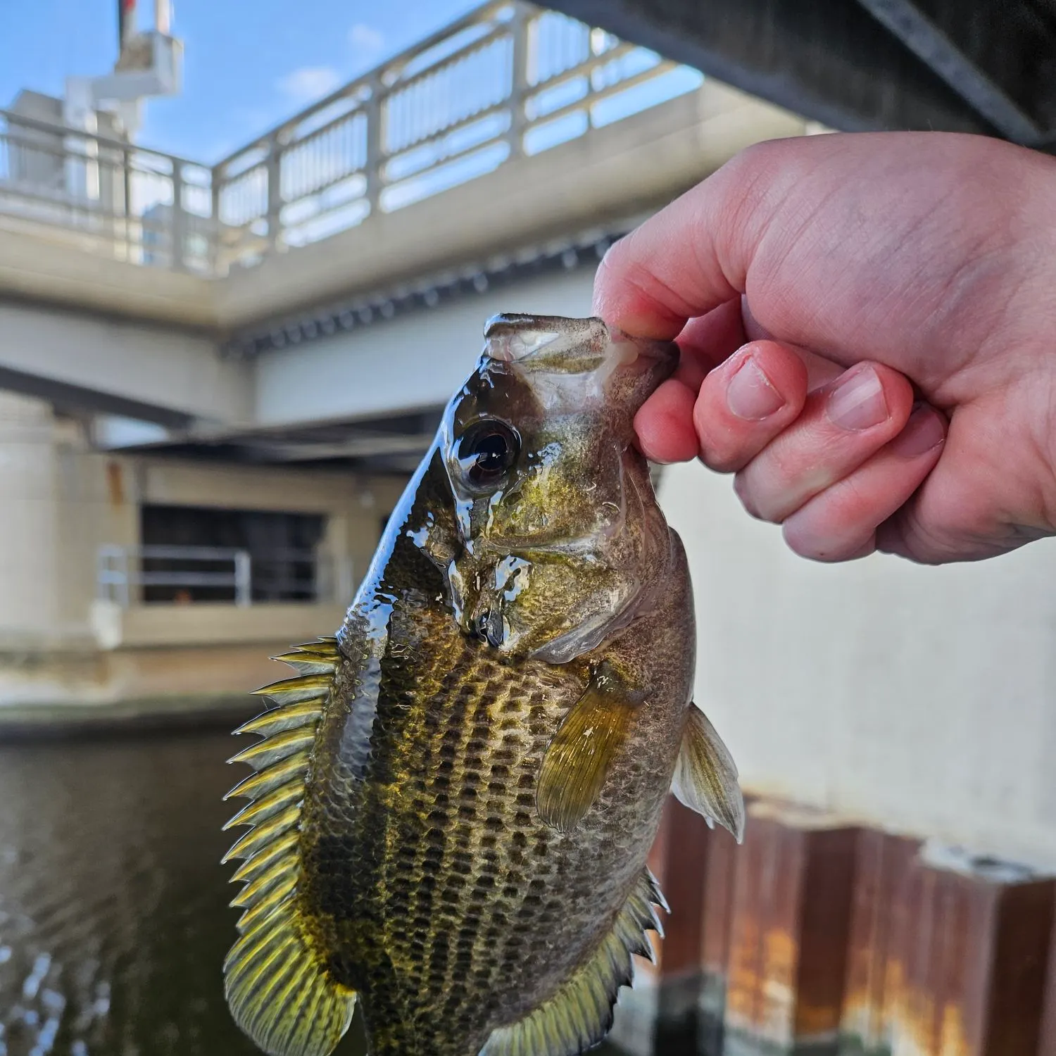 Rock bass caught on Fishbrain