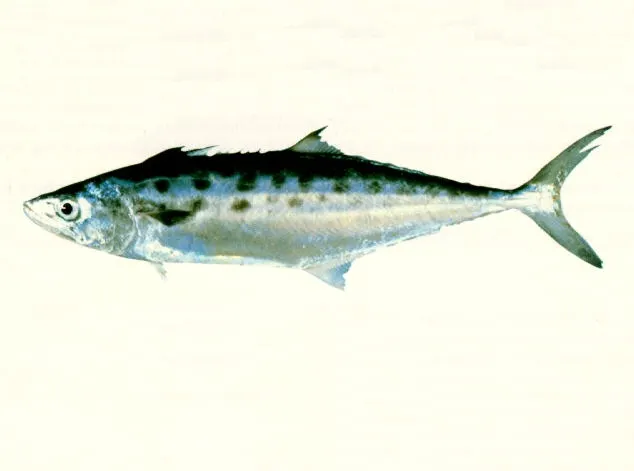 Queensland school mackerel