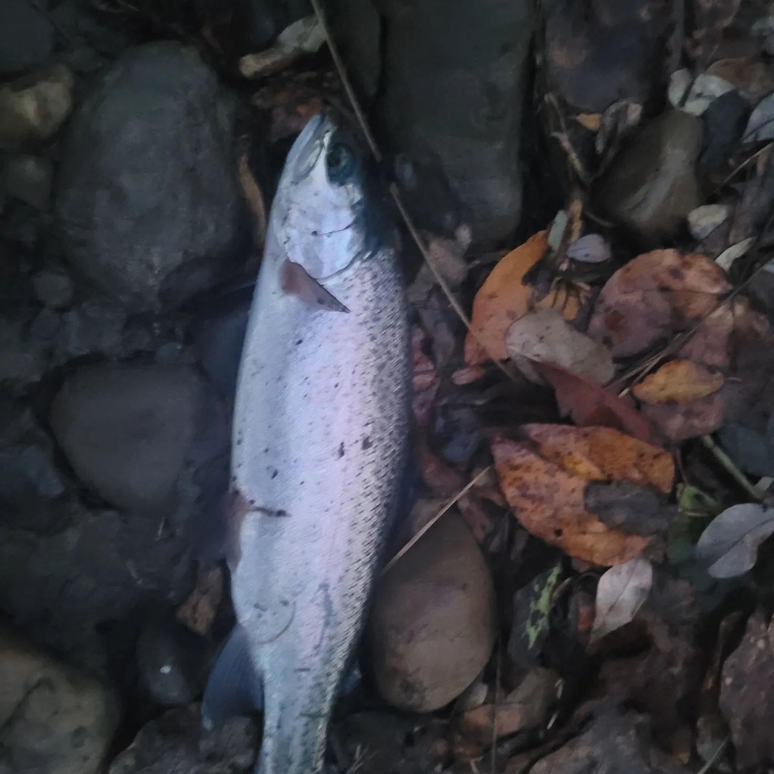 Rainbow trout caught on Fishbrain