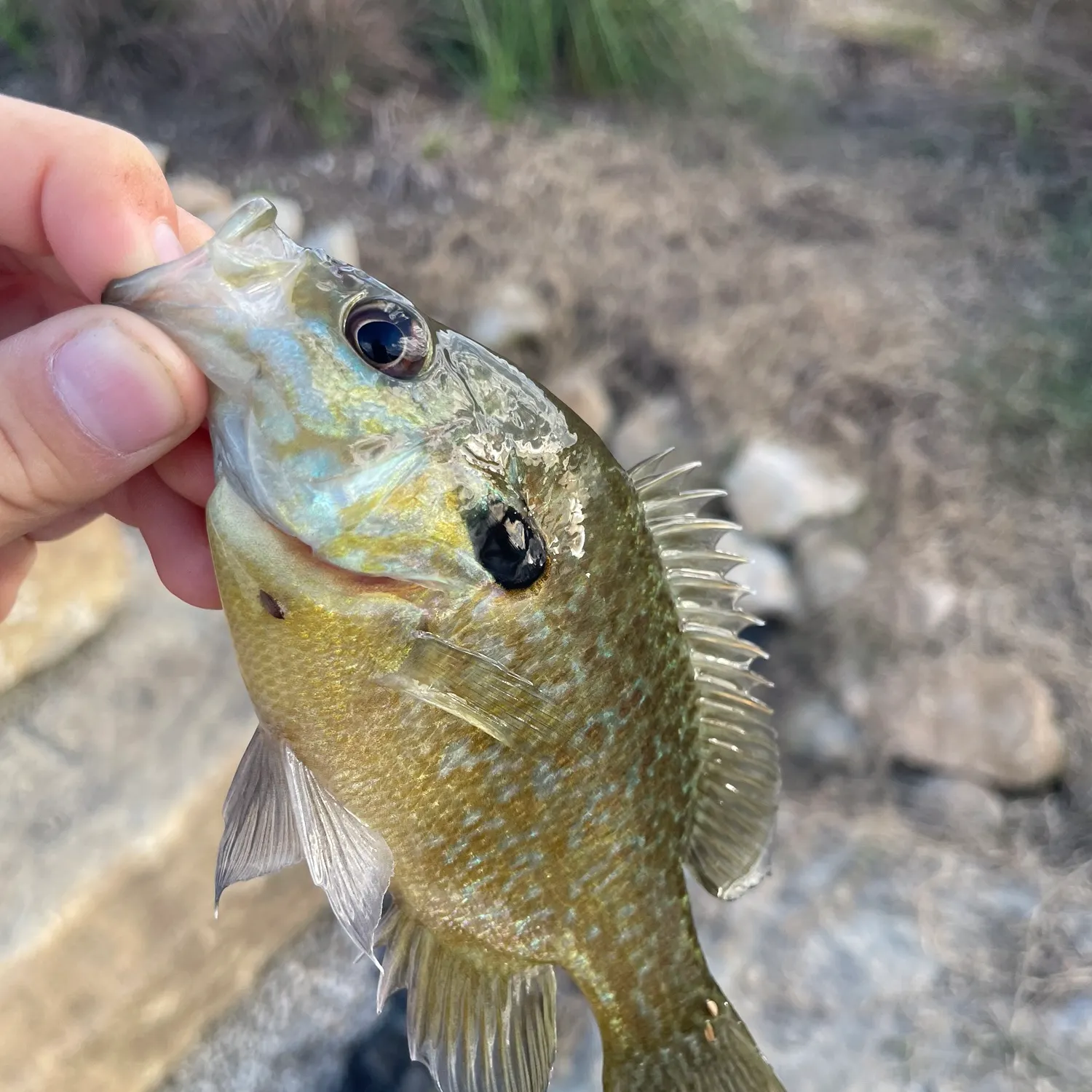 Greengill hybrid caught on Fishbrain