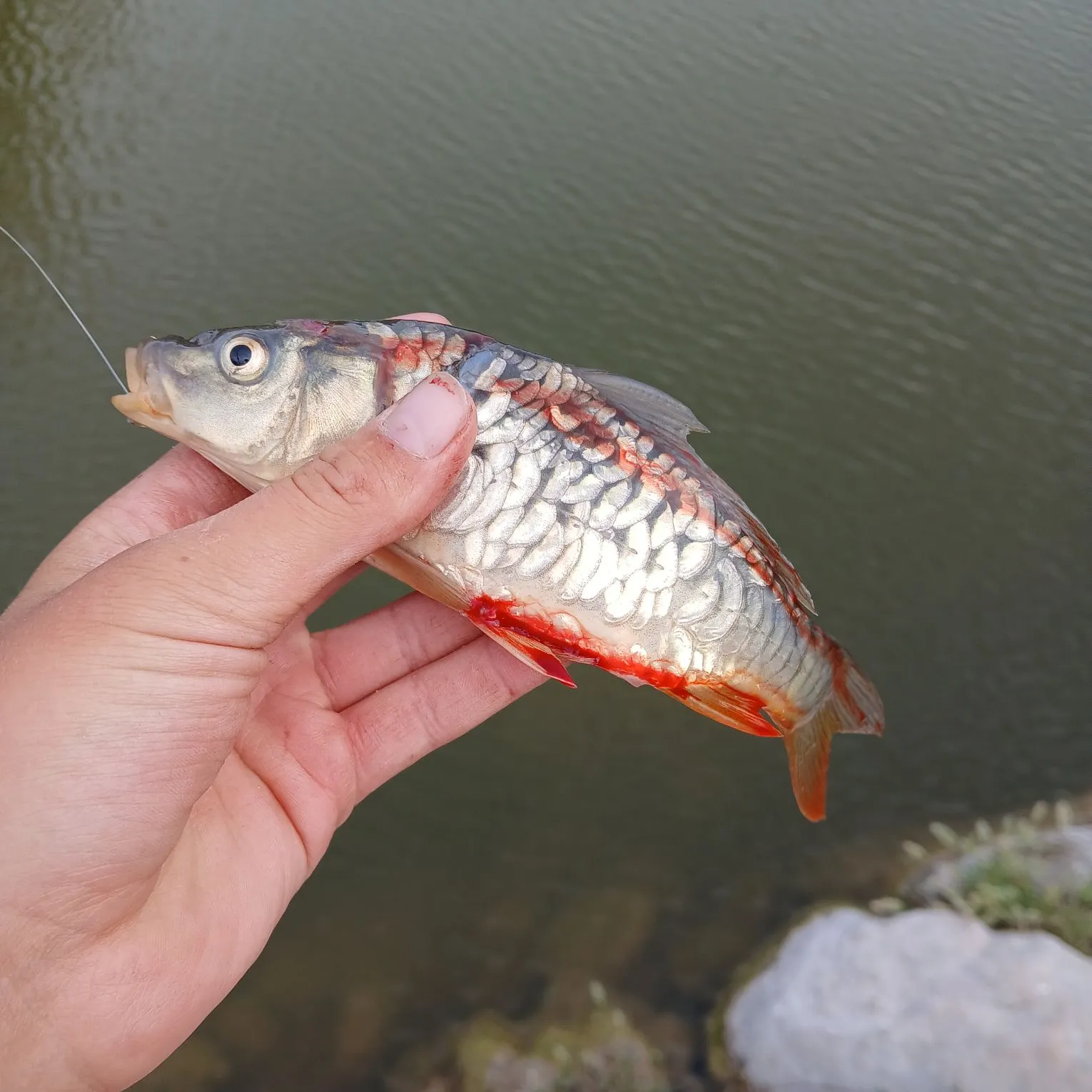 The most recent Mirror carp catches on Fishbrain