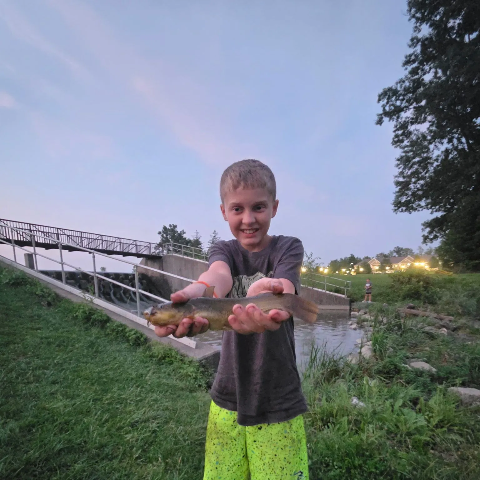 Yellow bullhead caught on Fishbrain