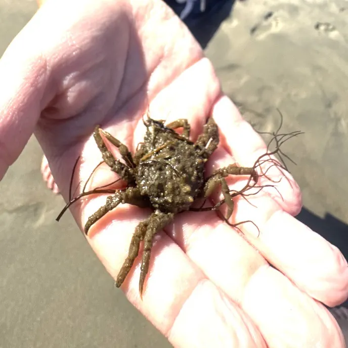 Portly spider crab caught on Fishbrain