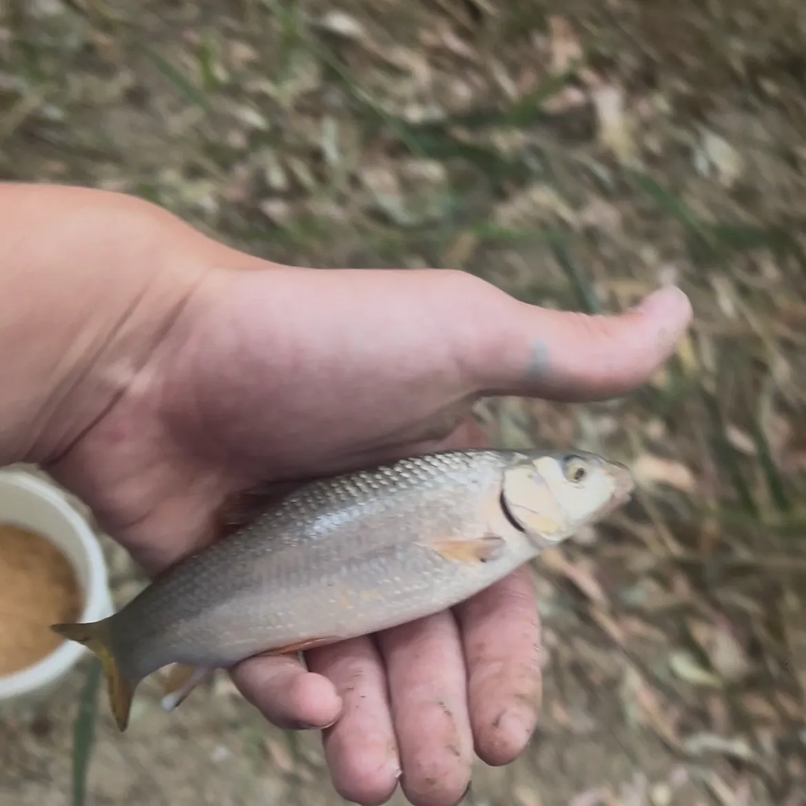 Hornyhead chub caught on Fishbrain
