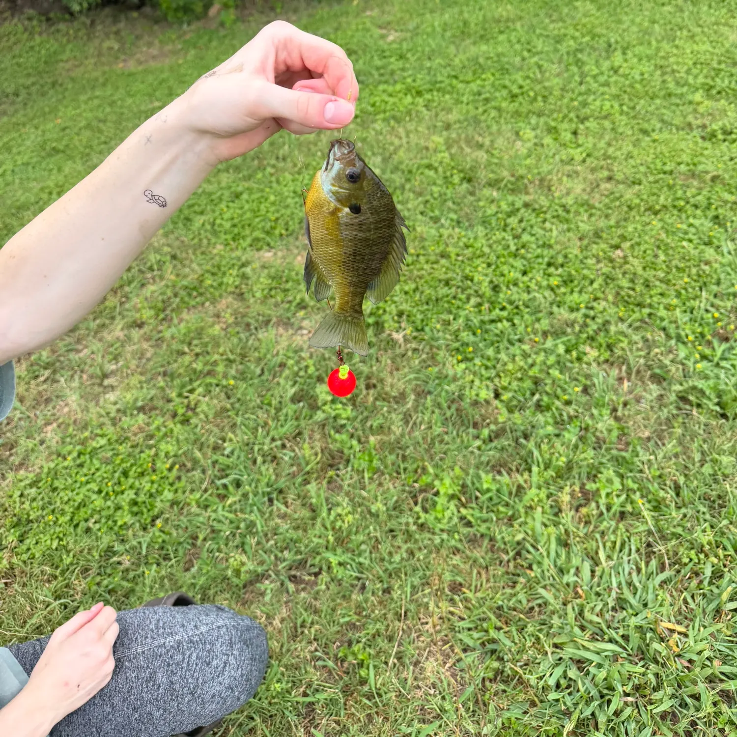 Bluegill caught on Fishbrain