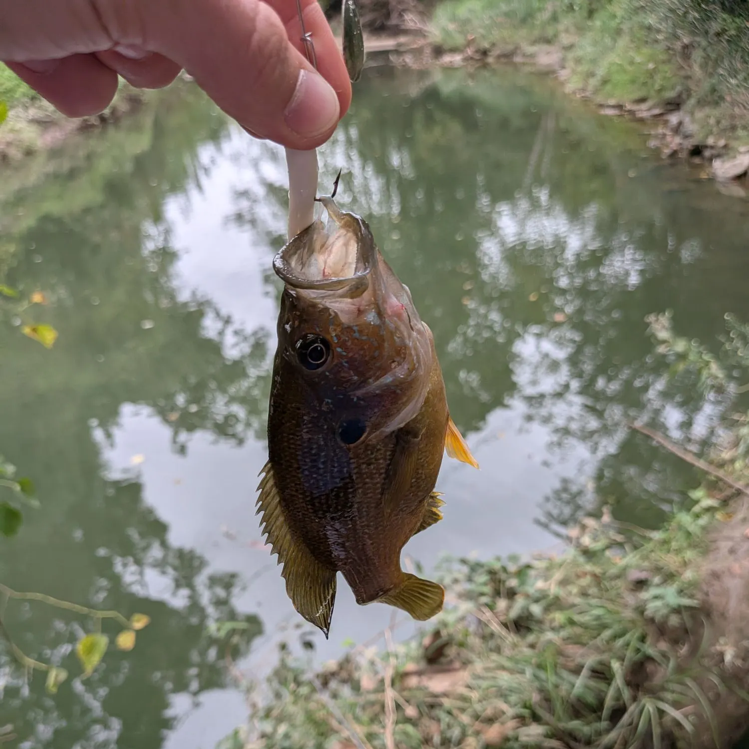 Green sunfish caught on Fishbrain