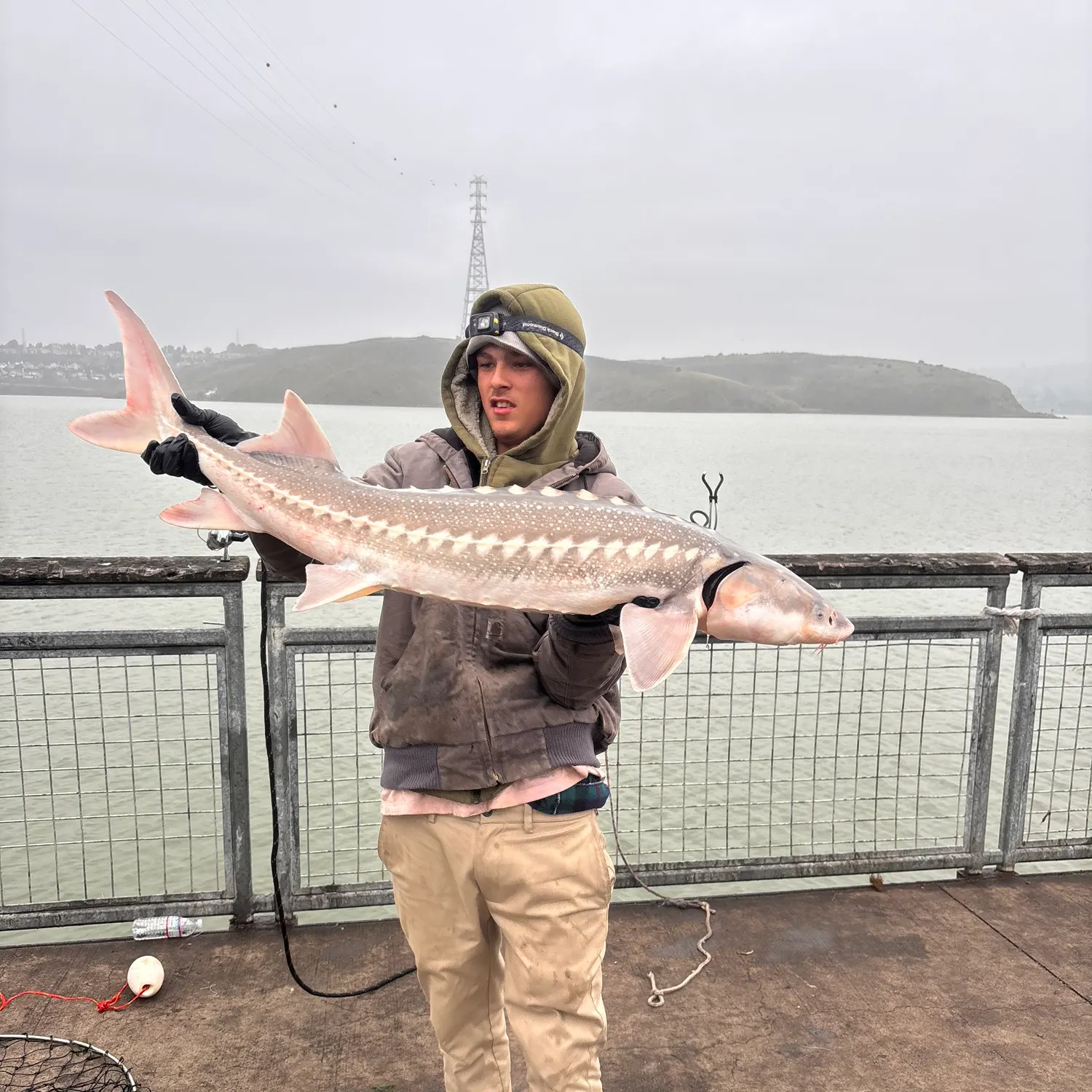 The most recent White sturgeon catches on Fishbrain