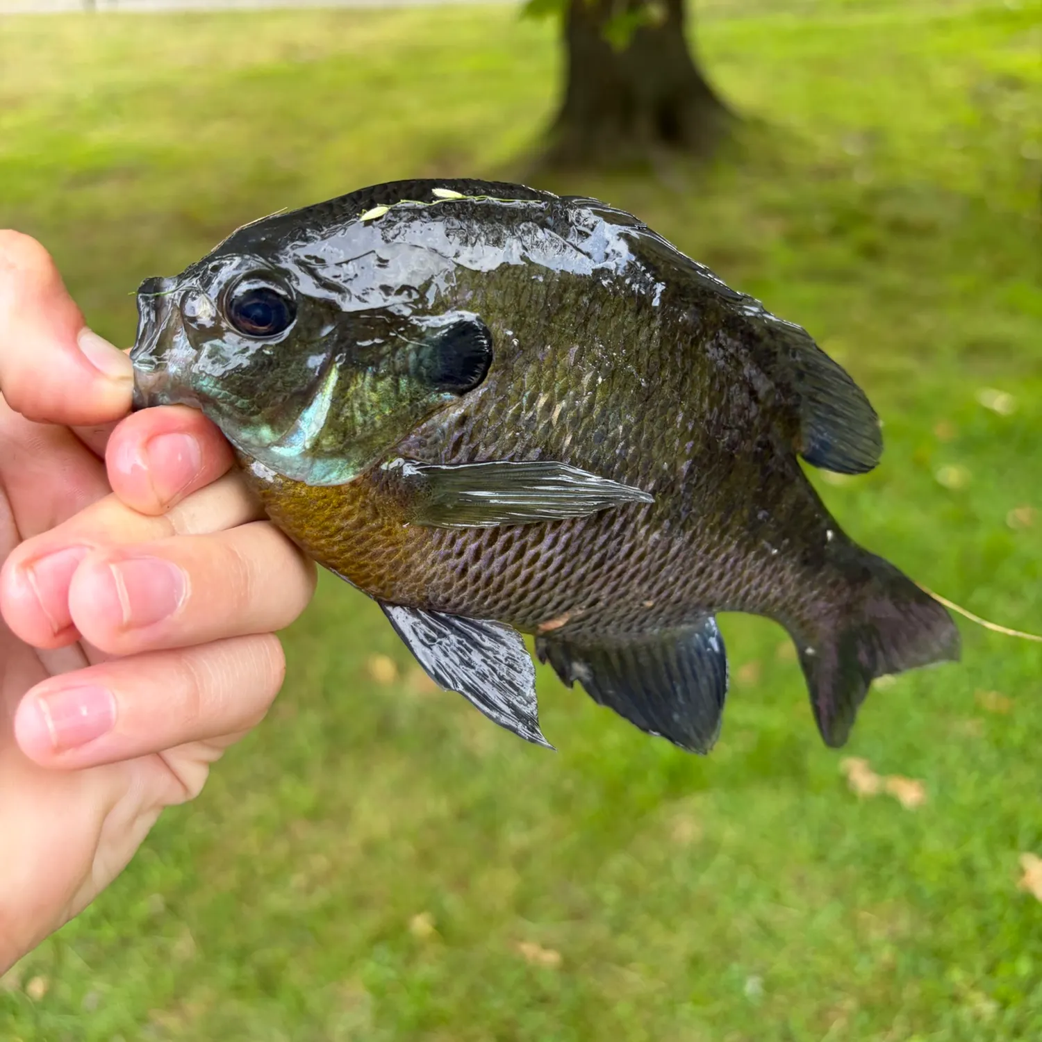 Bluegill caught on Fishbrain