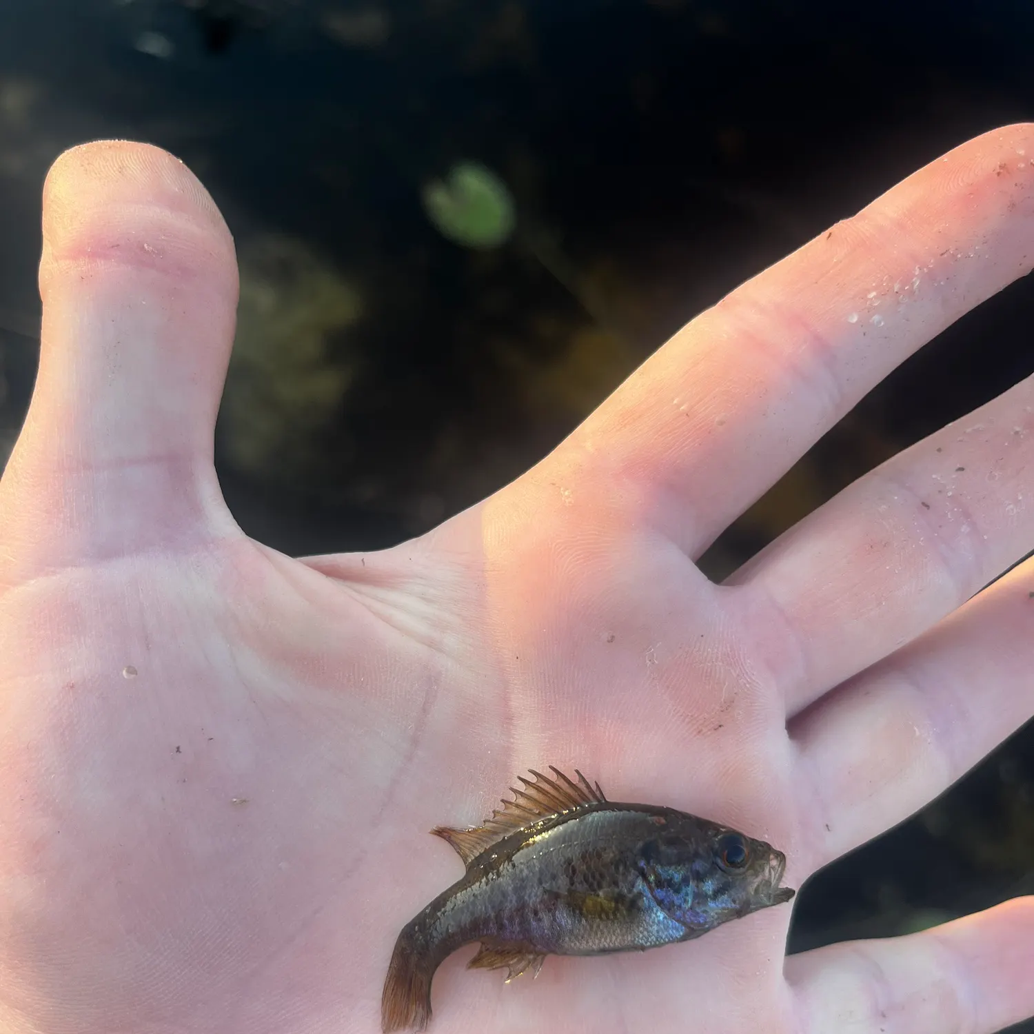 The most recent Warmouth catches on Fishbrain