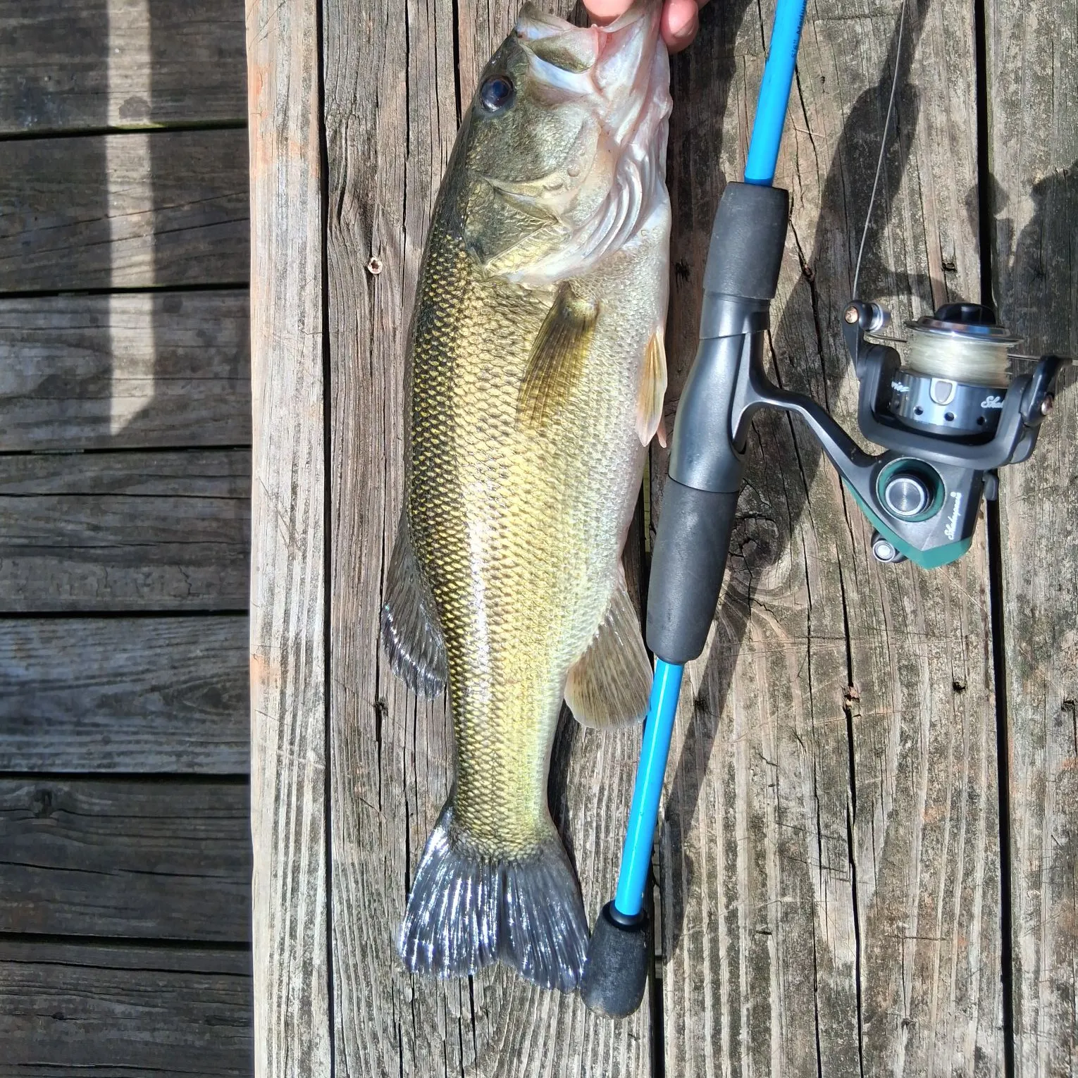 Largemouth bass caught on Fishbrain