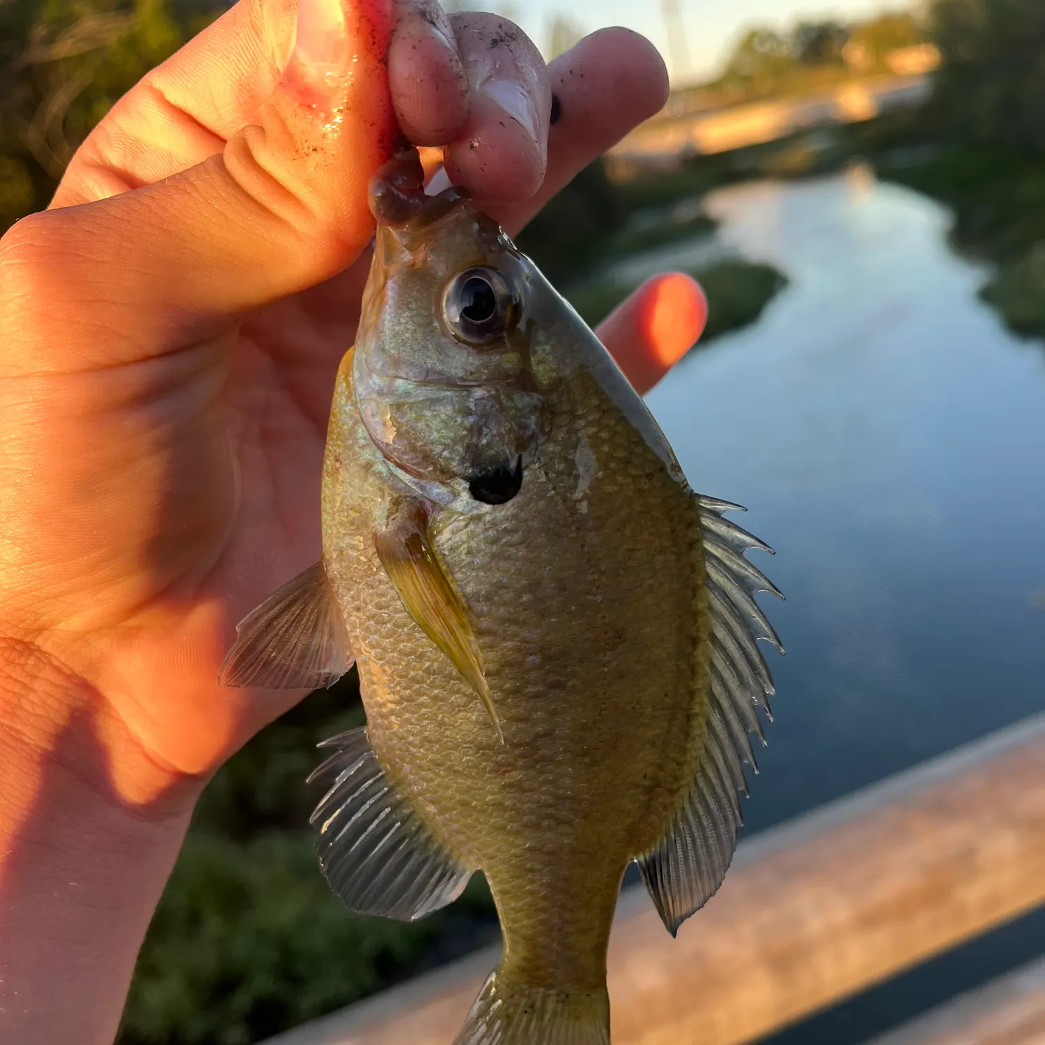 Bluegill caught on Fishbrain