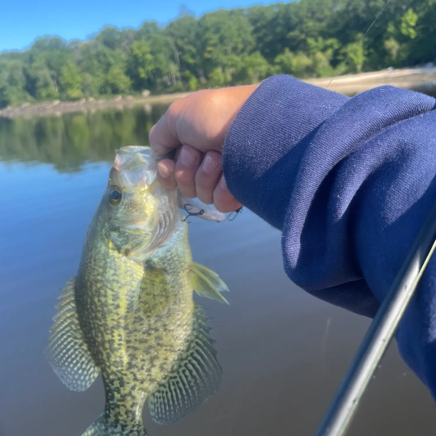 Black crappie caught on Fishbrain