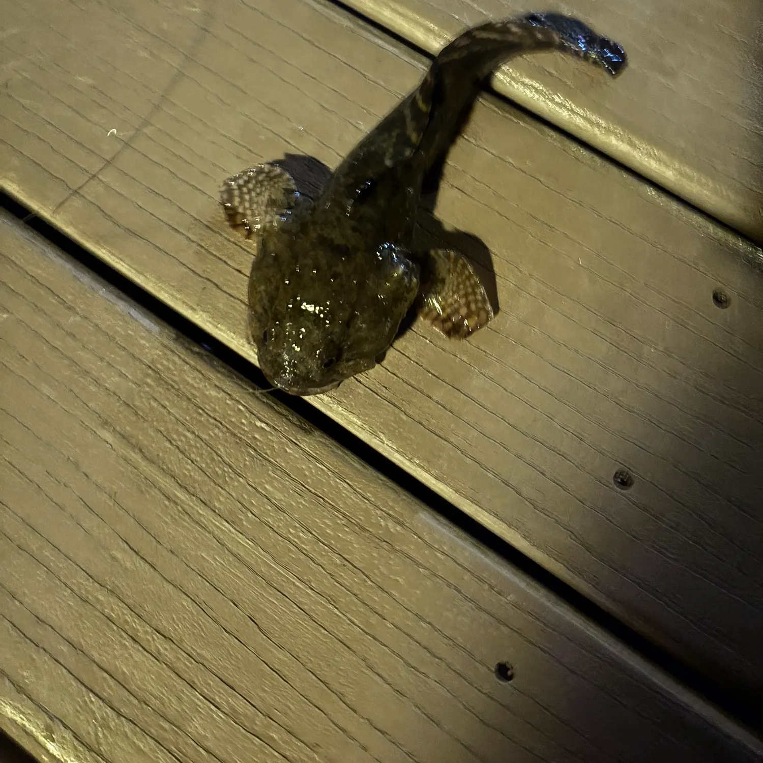 The most recent Oyster toadfish catches on Fishbrain