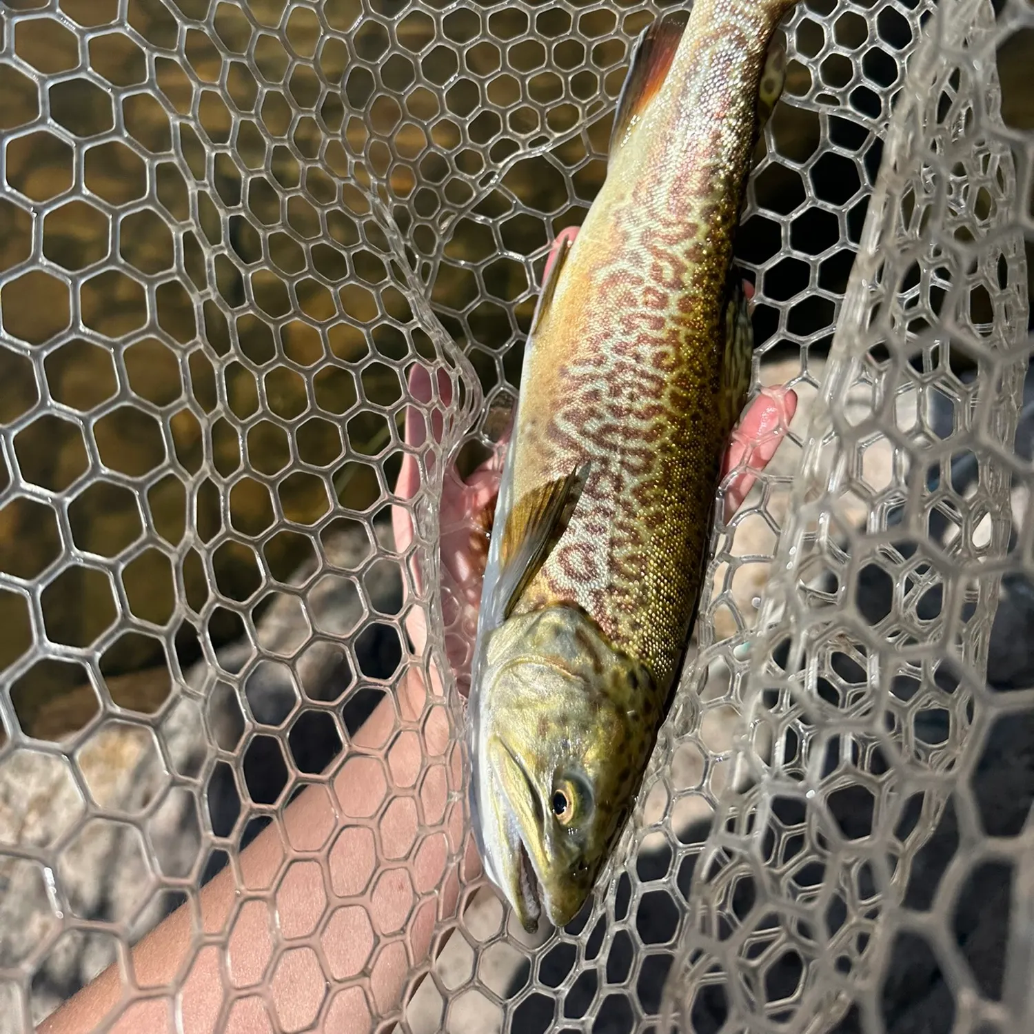 angler catch