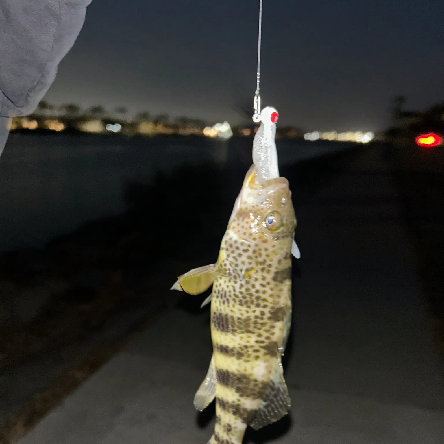 The most recent Spotted sand bass catches on Fishbrain
