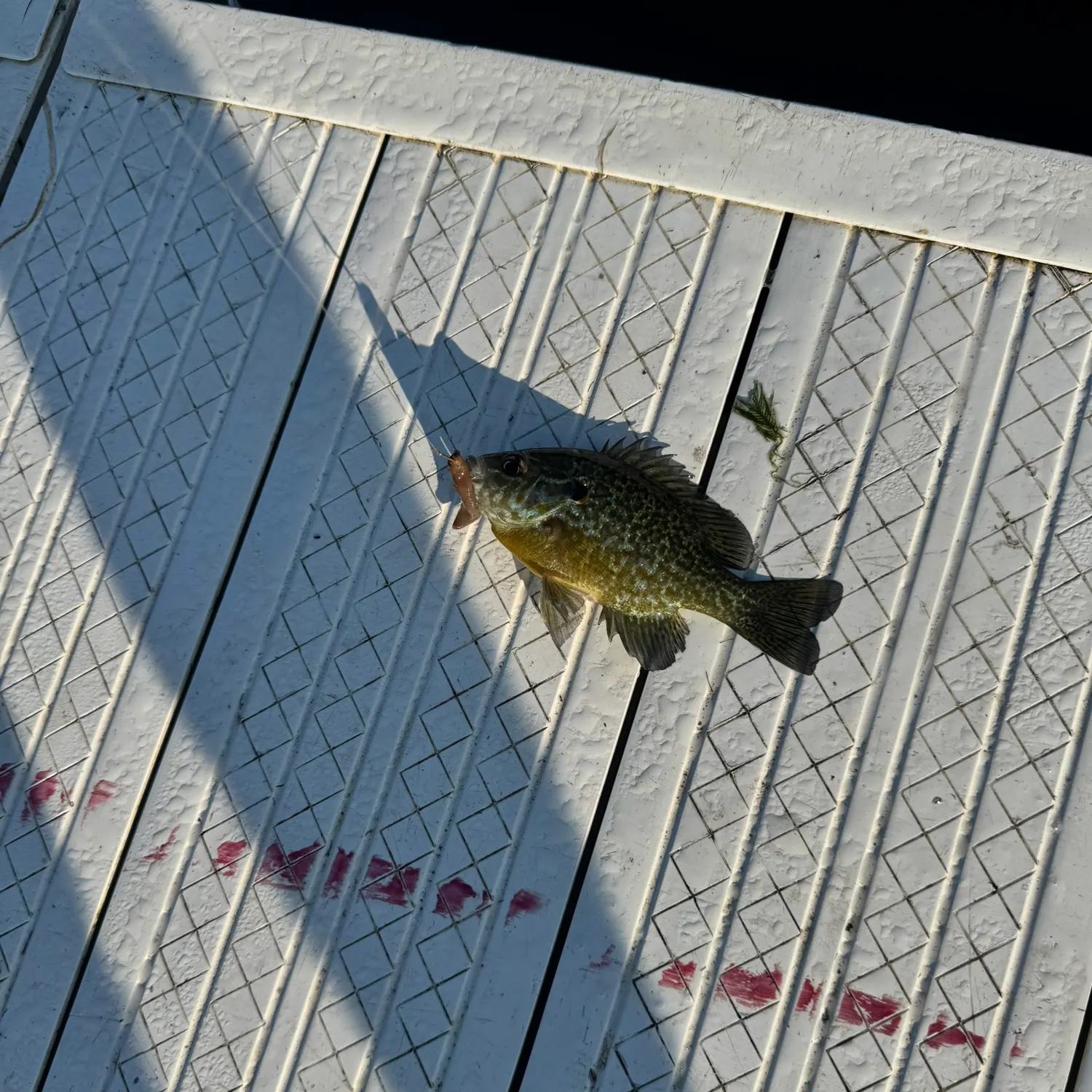 Pumpkinseed caught on Fishbrain