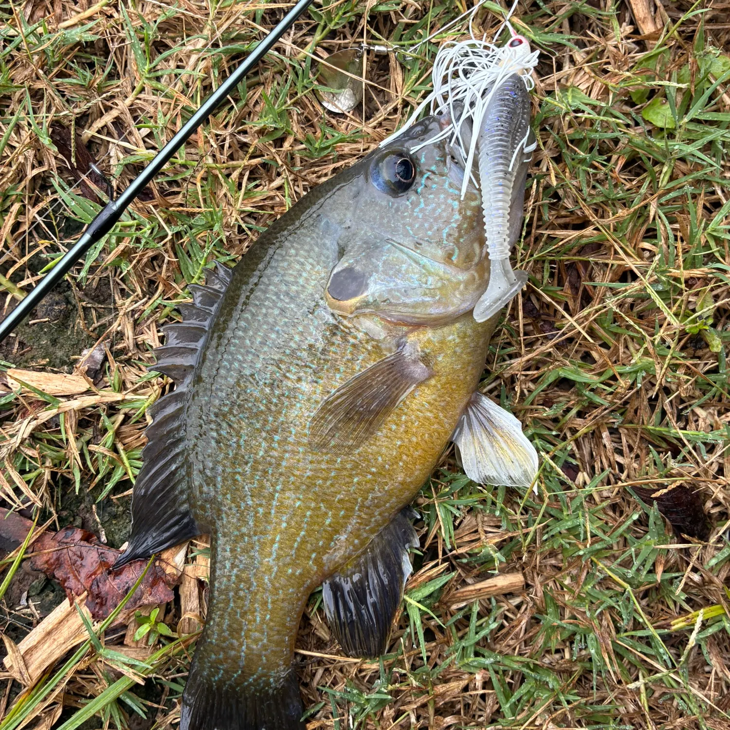 Green sunfish caught on Fishbrain