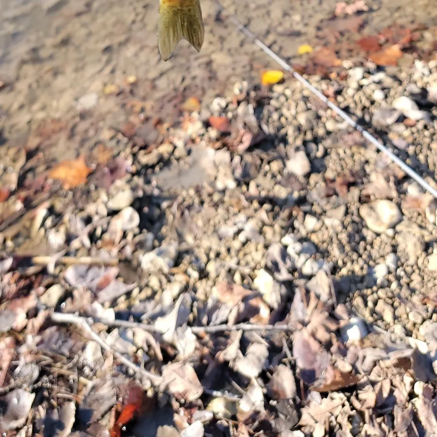 The most recent Bluegill catches on Fishbrain