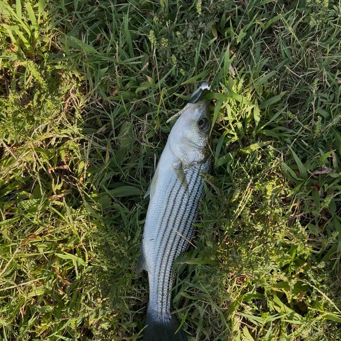 Striped bass caught on Fishbrain