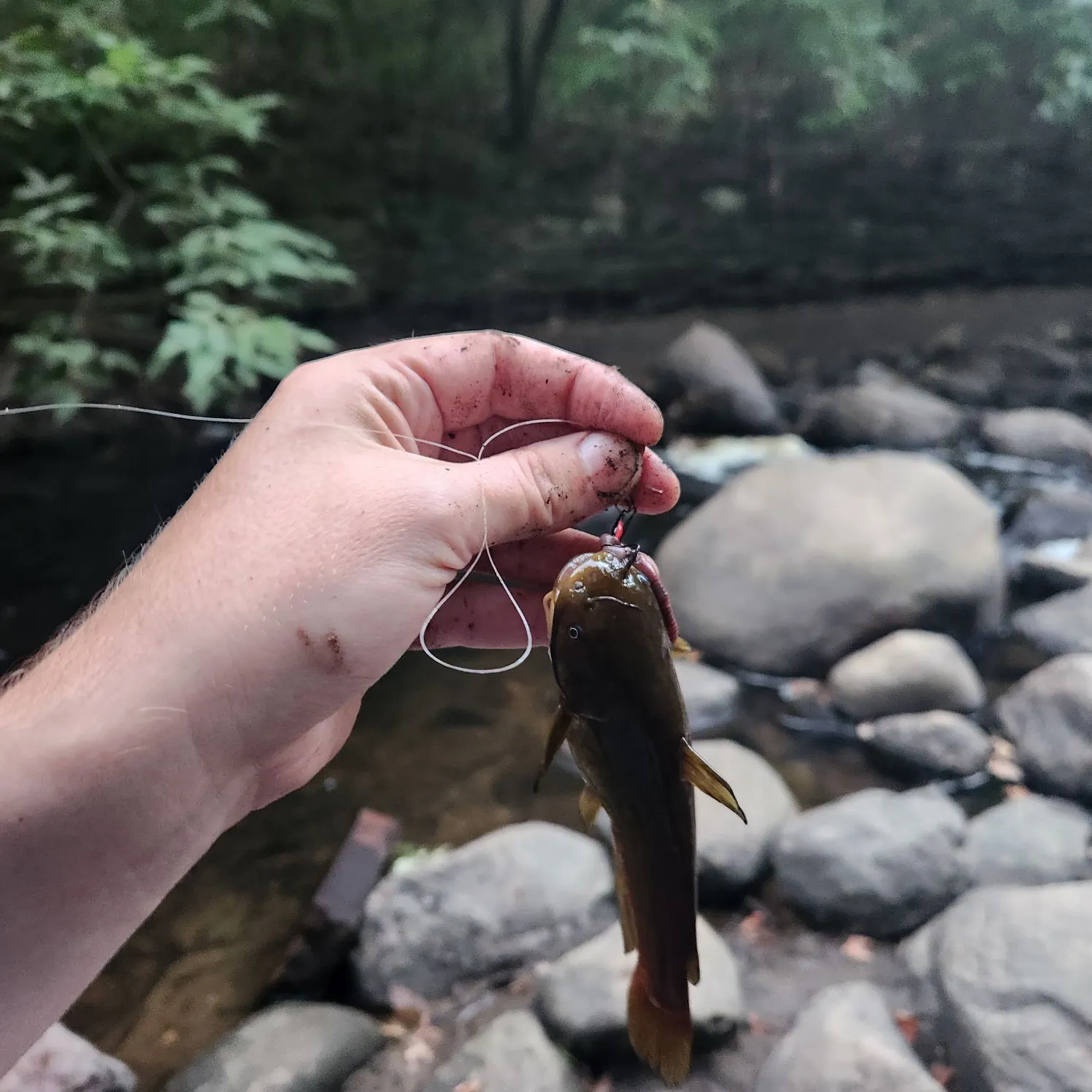 Yellow bullhead caught on Fishbrain