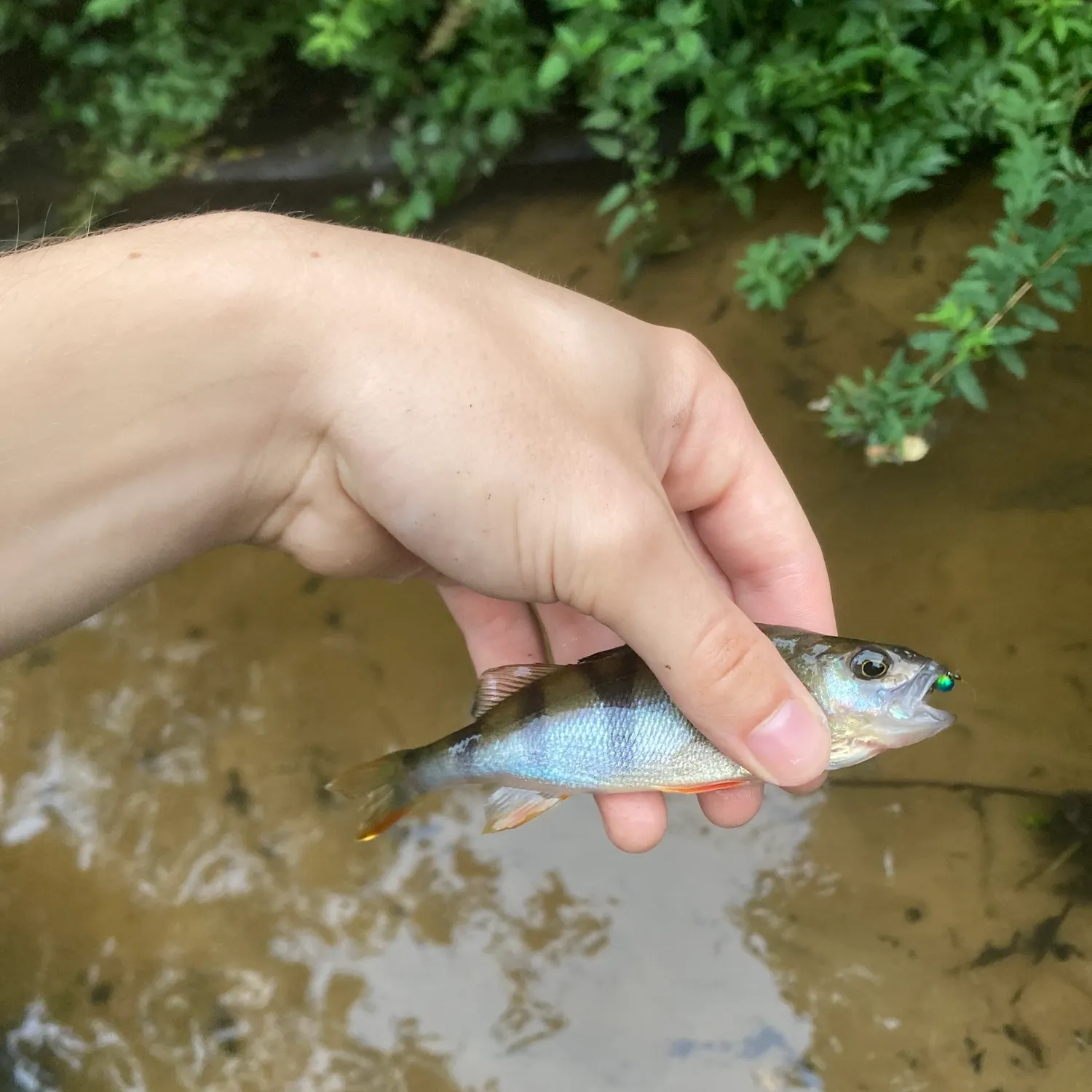European perch caught on Fishbrain
