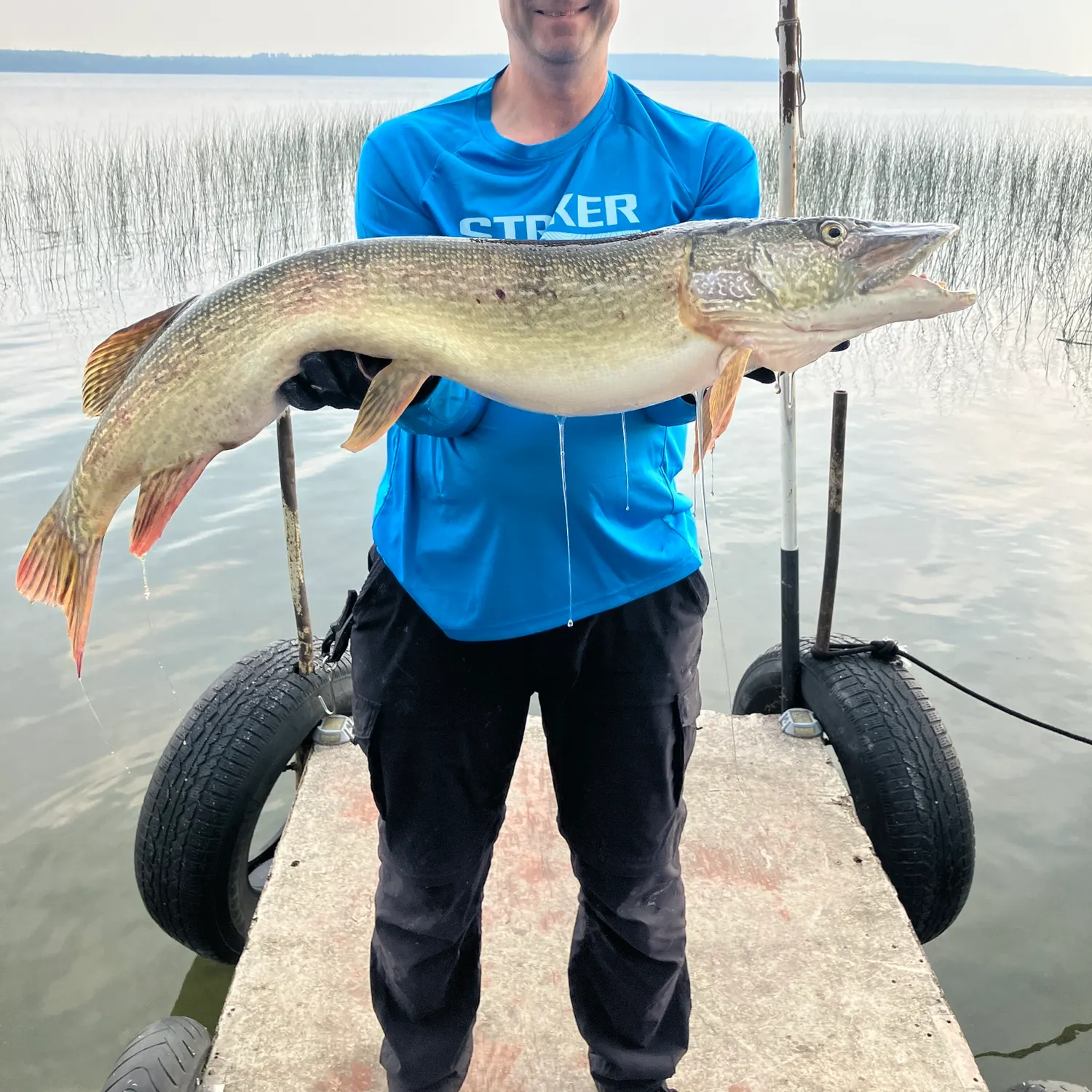 Northern pike caught on Fishbrain