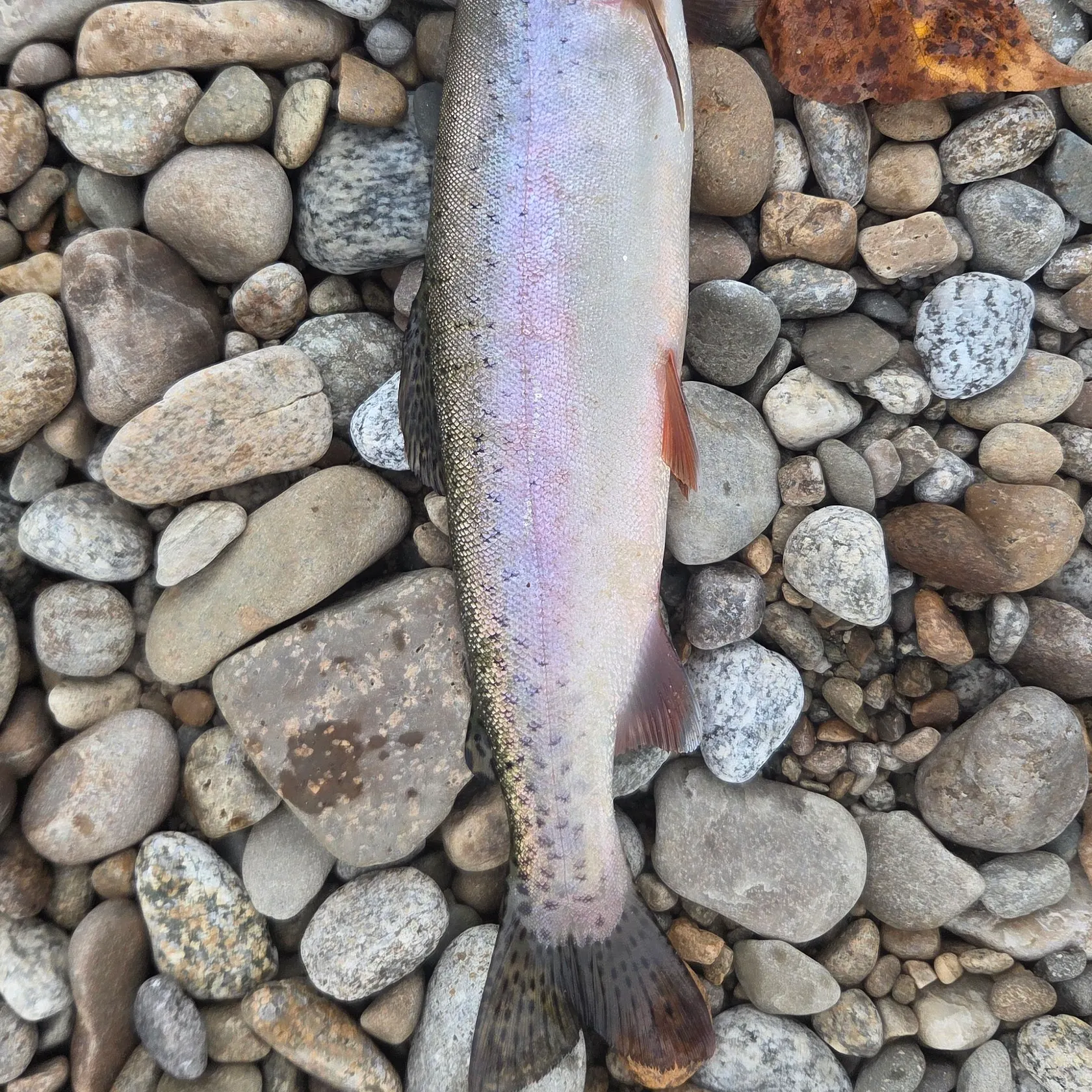 Rainbow trout caught on Fishbrain