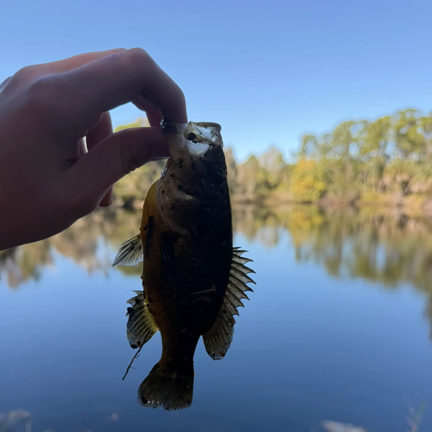 The most recent Warmouth catches on Fishbrain