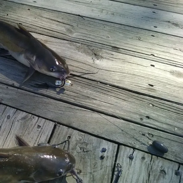 Channel catfish caught on Fishbrain