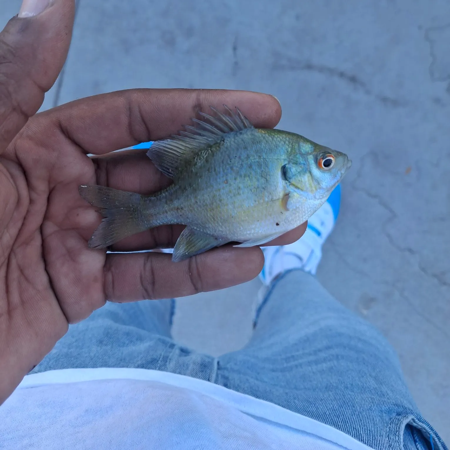 The most recent Redspotted sunfish catches on Fishbrain